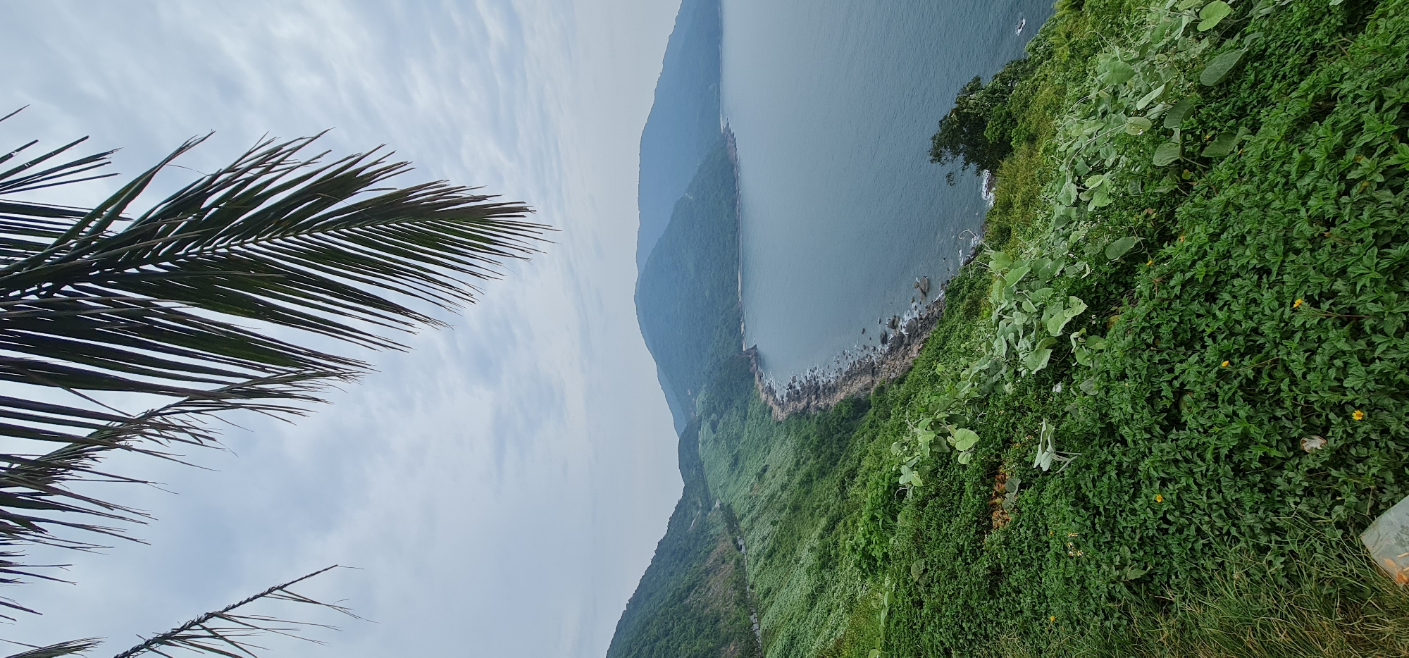The image captures a panoramic coastal landscape, likely viewed from a hillside or cliff overlooking the sea in Đà Nẵng, Vietnam. In the immediate foreground, a dark green palm frond is visible on the upper left, partially framing the scene. Above, the sky is light grey and overcast with soft, diffuse cloud formations, suggesting a cloudy day or early morning/late afternoon with atmospheric haze.
The dominant feature is the vast expanse of calm, grey-blue ocean or bay water, stretching from the middle of the frame towards the horizon. To the right, the water meets a rugged, rocky coastline, which then gives way to steep, verdant hills and mountains thickly covered in lush green vegetation. These mountains extend into the distance, appearing somewhat hazy and light blue-grey as they recede.
The foreground on the lower right is filled with dense, vibrant green foliage, including various types of shrubs and ground cover. Small yellow flowers are intermittently scattered among the green leaves. The overall impression is one of a serene and natural coastal environment, characteristic of tropical or subtropical regions. There are no discernible human activities, structures, or visible text in the image.