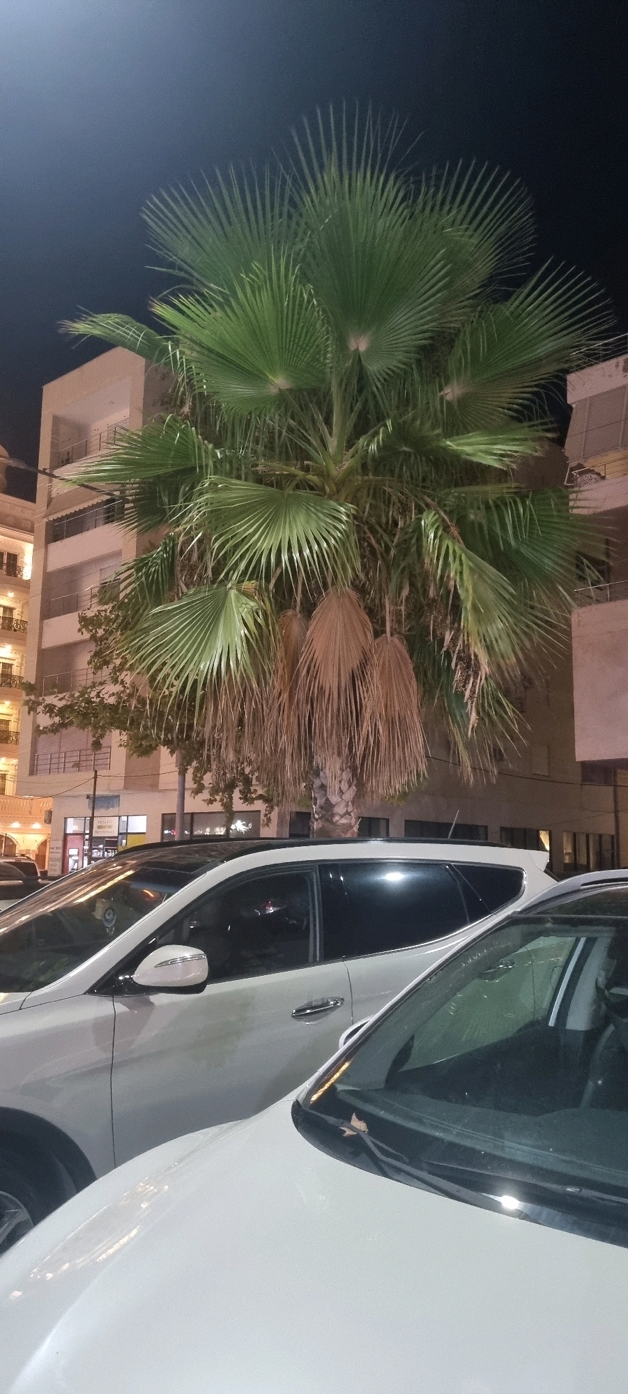 The image depicts an outdoor scene at night, likely in an urban environment, as suggested by the presence of buildings and vehicles. Dominating the center of the frame is a large palm tree with vibrant green fronds at the top and dry, brown fronds hanging lower down. Behind the palm tree, multistory buildings with balconies and windows are visible. In the foreground, two white cars are parked closely together. The car on the left is a white SUV, partially visible from its side, showing its windows, side mirror, and door handle. The car on the right is also white, with its hood and windshield in view, revealing windshield wipers. The overall lighting suggests artificial illumination, with the sky appearing dark. The scene is devoid of any human presence. The location is identified as Bashkia Durrës, Albania.