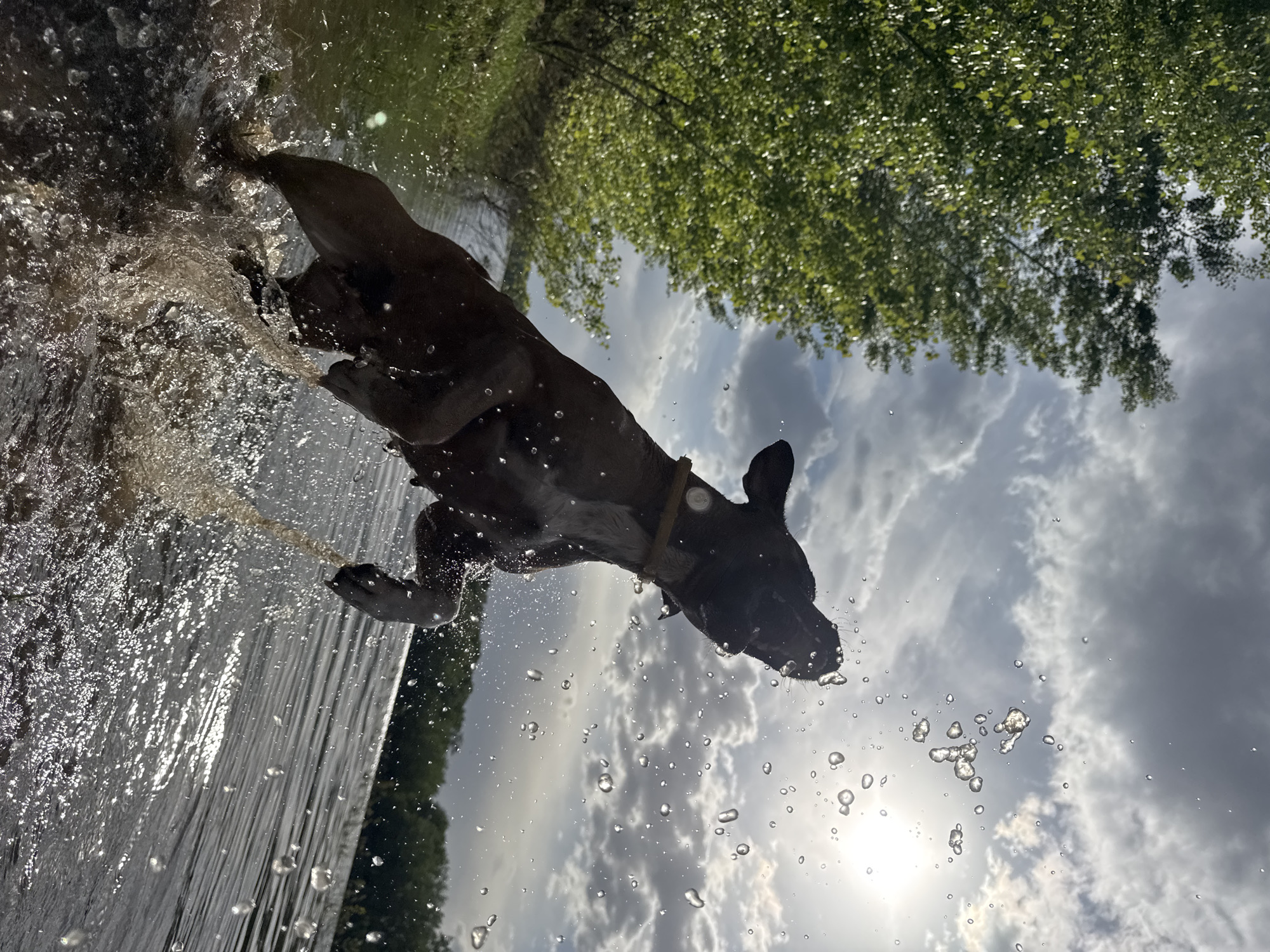 The image depicts a dark-colored dog leaping out of the water. The dog has a collar on. Water is splashing from its legs and mouth as it moves. The sky is visible in the background, with a bright sun and numerous clouds. Some trees are visible above the dog in the upper right portion of the image. The location appears to be near water and green vegetation, possibly in the city of Chaikovsky, Russia.