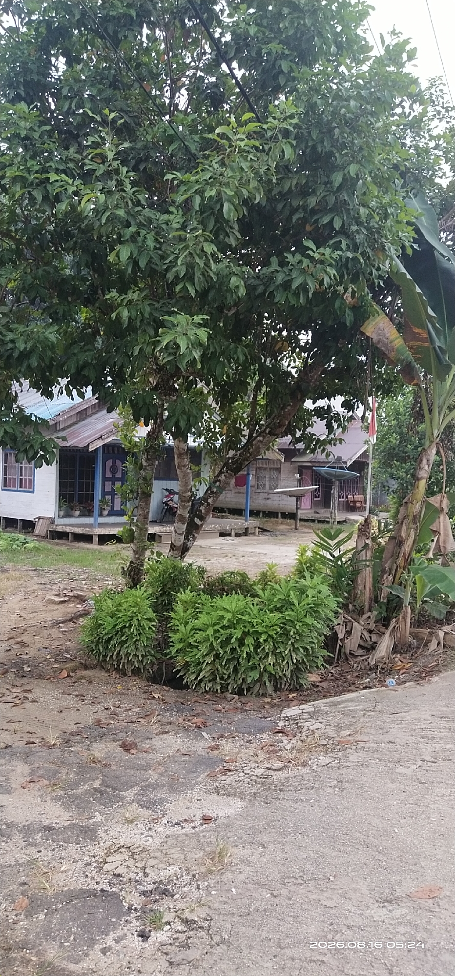 In the city of Muka Haji, Indonesia, a residential scene is depicted. A large tree with dense green foliage dominates the foreground, its trunk rough and textured. Beneath the tree, a circular patch of vibrant green bushes is meticulously maintained, contrasting with the dirt and debris scattered on the ground. To the left, a white house with blue trim and a light blue metal roof stands on stilts, its windows visible. Further back, other simple wooden houses with similar stilted foundations and metal roofs are arranged in a row. A motorcycle is parked in front of one of the houses. A satellite dish is mounted on a pole in front of another house. A flag, possibly the Indonesian flag, is visible on a flagpole behind the houses. The ground appears to be a mix of dirt and cracked pavement. The overall impression is of a humble, rural residential area under a cloudy sky.