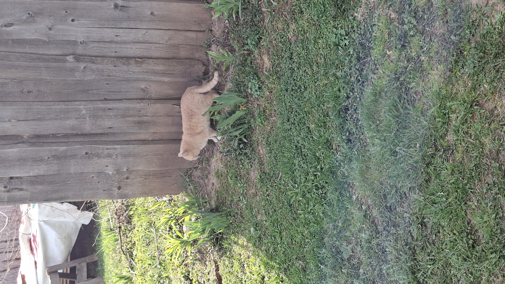 The image shows a light orange cat next to a wooden fence and green foliage in an outdoor setting. A section of what appears to be a white tarp or cover is visible in the lower-left corner. Based on the location information provided (Большой Букор, Russia), the scene is likely in a residential or rural area within that city. The cat is near the fence. There is a patch of grass and other small plants around it.