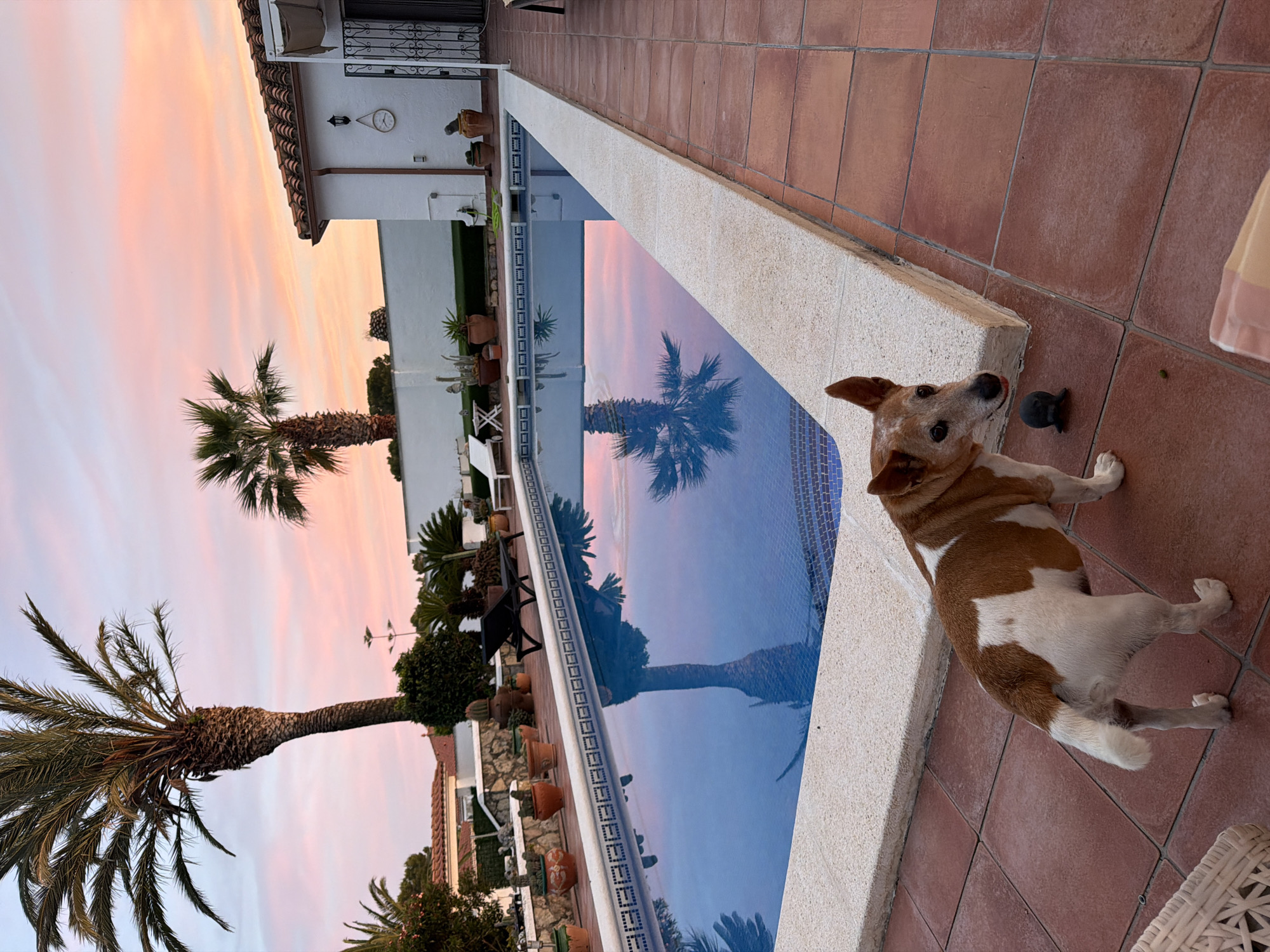 The image depicts a dog standing beside a swimming pool at what appears to be a private residence. The dog is brown and white with upright ears. The swimming pool reflects a palm tree and the pink and orange hues of the sky at sunset or sunrise. The pool is lined with a white edge, and the surrounding area is tiled in terracotta. In the background are white buildings, plants, and possibly patio furniture. The setting is likely in Mont-roig del Camp, Spain, considering the architectural style of the buildings and the presence of palm trees. A small black object, possibly a toy, lies near the dog.