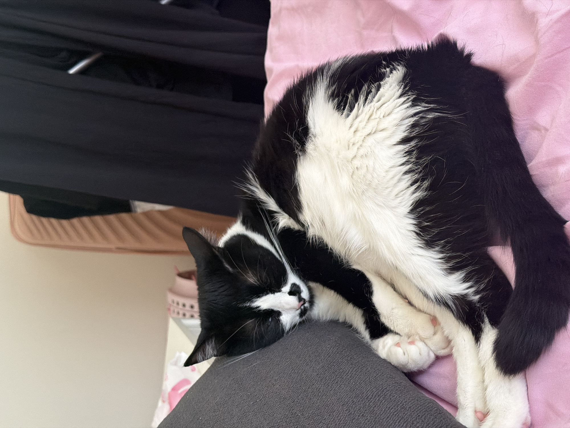 A black and white cat is sleeping on a gray surface. The cat is curled up with its head resting on the surface. A pink blanket is visible behind the cat, and a black garment hangs in the background, obscuring details. A shelf is visible further back. It is not possible to confirm the location is Belgrade, Serbia.