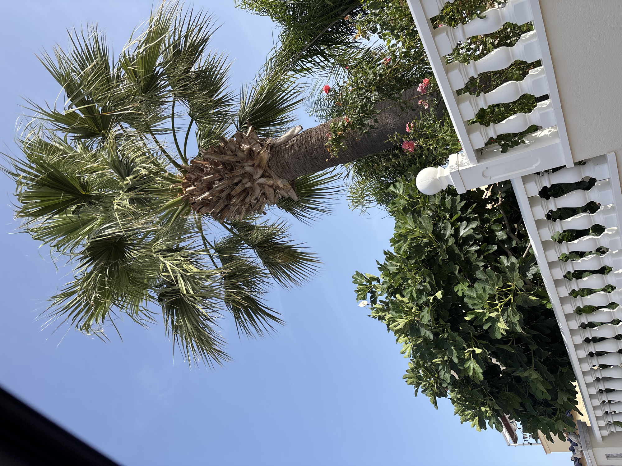 A low-angle shot captures a mature palm tree reaching towards a clear blue sky in Orihuela, Spain. The palm tree, with its thick, fibrous trunk and fan-like fronds, dominates the upper portion of the frame. In the mid-ground, a lush fig tree with large, green leaves is visible. Pink roses climb the trunk of the palm tree, adding a splash of color to the scene. A white balustrade with decorative posts runs along the bottom of the image, suggesting a balcony or patio. The overall environment appears to be a well-maintained garden or residential area under bright daylight.