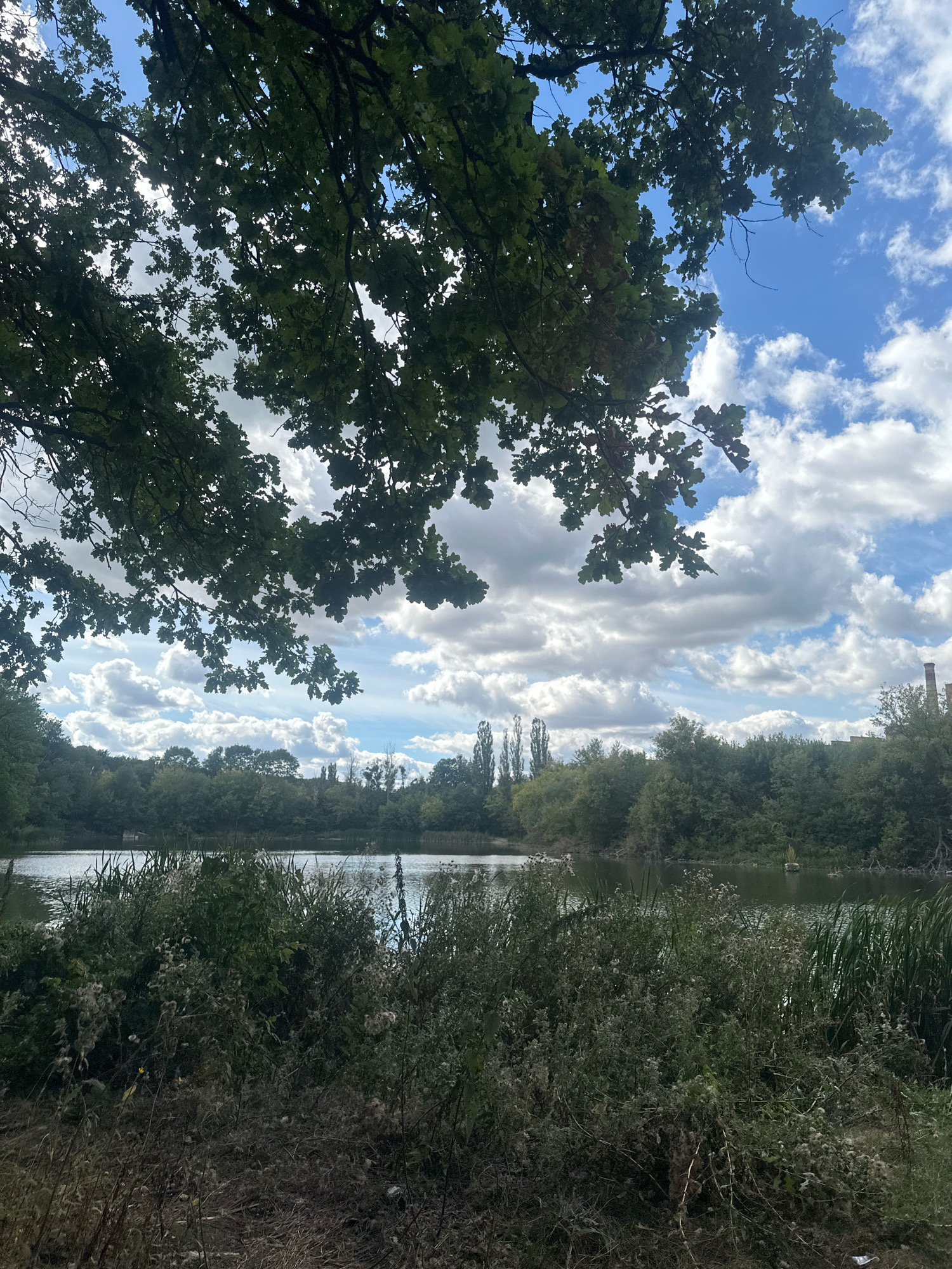 The image shows a view of a lake surrounded by trees on a partly cloudy day. In the foreground, there is dense vegetation including tall grasses and dry, fluffy seed heads. The lake's surface is calm with ripples. Across the lake, a line of trees forms the opposite bank, with some taller trees and what appear to be distant buildings or structures visible on the right side. A large oak tree branch with green leaves partially obscures the sky in the upper left portion of the image. The sky itself is a bright blue with scattered white and gray clouds. The scene appears to be a natural or semi-natural environment, possibly a park or recreational area within or near the city of Makiv, Ukraine. There are no people or animals visible in the image.