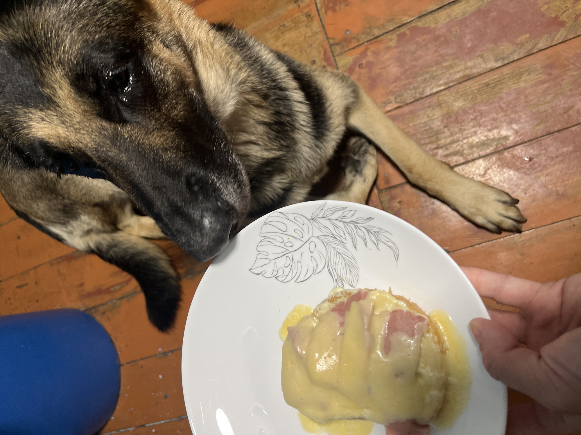 A German Shepherd dog is lying on a reddish-brown wooden floor. In the foreground, a white plate with a food item covered in yellow sauce and ham is held by a person's hand. The dog is looking intently at the food. A blue cylindrical object is visible in the upper left corner of the image. The scene appears to be indoors.
