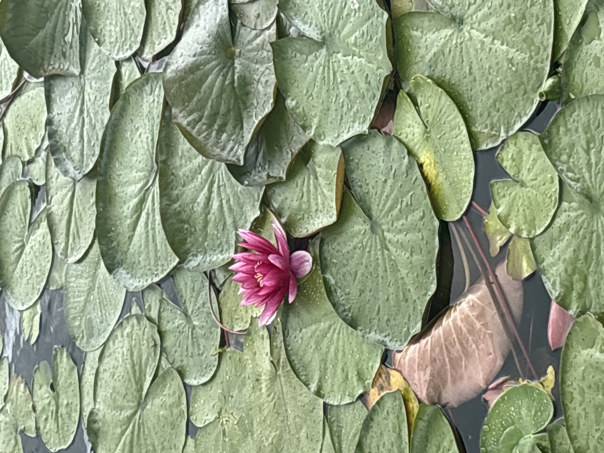 A single, vibrant pink water lily blooms in the center of a pond, surrounded by numerous large, green lily pads. The lily pads are wet, with small water droplets visible on their surfaces. The dark water beneath is partially obscured by the lily pads, but hints of submerged leaves and stems can be seen. The scene is located at the Plauer See lake in Plau am See, Germany. There are no people or animals visible in the image.