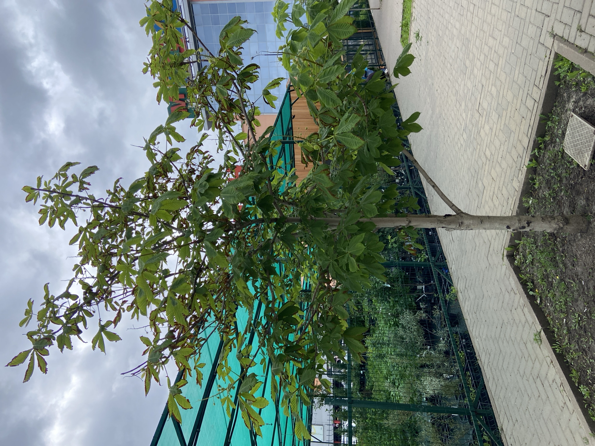 The image captures a young horse chestnut tree with green leaves, some showing signs of browning at the edges, planted in a square soil bed. The tree is situated on a paved walkway made of interlocking gray bricks laid in a herringbone pattern. To the left of the tree and walkway, there is a green metal fence enclosing a nursery or garden center with numerous plants in black pots, covered by a green mesh canopy. Behind the nursery, a modern building with a glass facade and colorful signage is visible. The sky above is overcast with gray clouds. The scene is consistent with an outdoor setting in a commercial area, potentially a garden center or shopping complex, and the presence of a horse chestnut tree suggests a temperate climate. Based on typical urban landscaping and common tree species, this could be a location in Ufa, Russia, during the warmer months when trees are in full leaf. There are no people clearly visible in the frame, but faint figures may be present in the background, partially obscured. The overall atmosphere is subdued due to the cloudy weather.