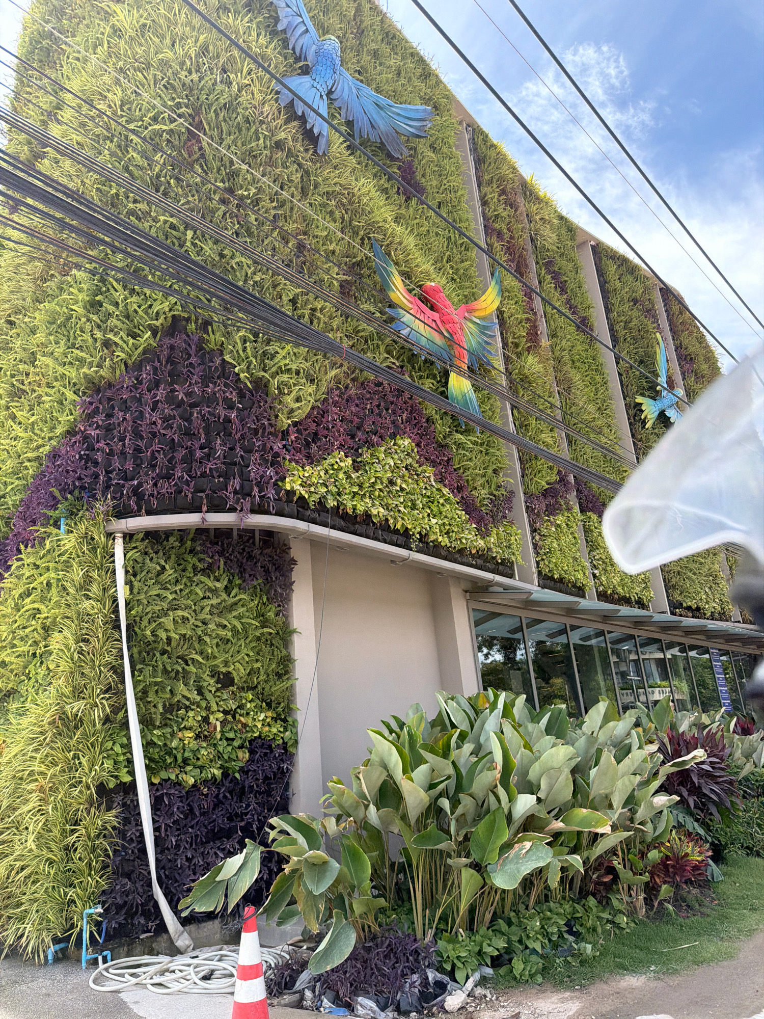 The image depicts the exterior of a building in Choeng Thale, Thailand, featuring a prominent vertical garden on its facade. The garden is composed of various green and purple plants, arranged in sections. Three colorful, sculpted macaws are attached to the vertical garden as decorative elements, one large blue macaw at the top, a large red, yellow, and green macaw in the middle, and a smaller blue macaw on the right. A white sheet or fabric is visible in the lower right corner, partially obscuring the view. Overhead, black electrical wires run diagonally across the scene, against a sky with scattered clouds. In the foreground, at the base of the building, a collection of large, leafy plants and some smaller purple plants are situated. A white hose is coiled on the ground next to a red and white traffic cone and some blue pipes. The building itself has a modern architectural style with a glass-fronted entrance on the lower level.