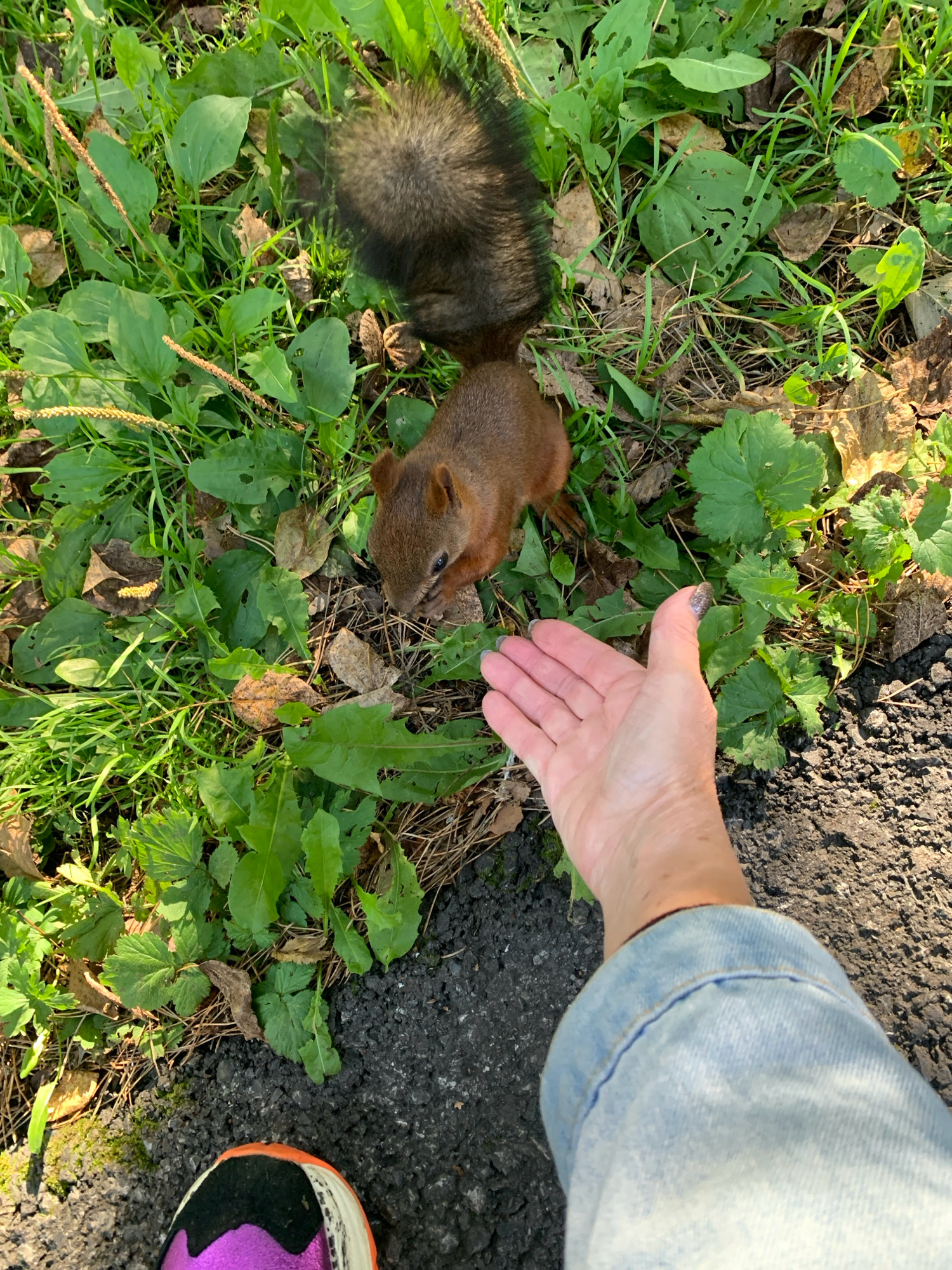 An overhead shot shows a person's hand outstretched towards a red squirrel on a grassy area next to a paved path. The squirrel is in the center of the image, facing the hand, and appears to be nibbling on something. The grass is green with some fallen leaves and twigs. The paved path is dark gray asphalt. The person's hand is visible in the lower right quadrant of the image, with manicured fingernails. A portion of the person's leg, clad in light blue jeans, is also visible in the lower right corner, and a sneaker with purple and orange accents is at the bottom edge. The scene appears to be in a park or natural area within the city of Prokopyevsk, Russia, given the context provided. The lighting suggests it is daytime.