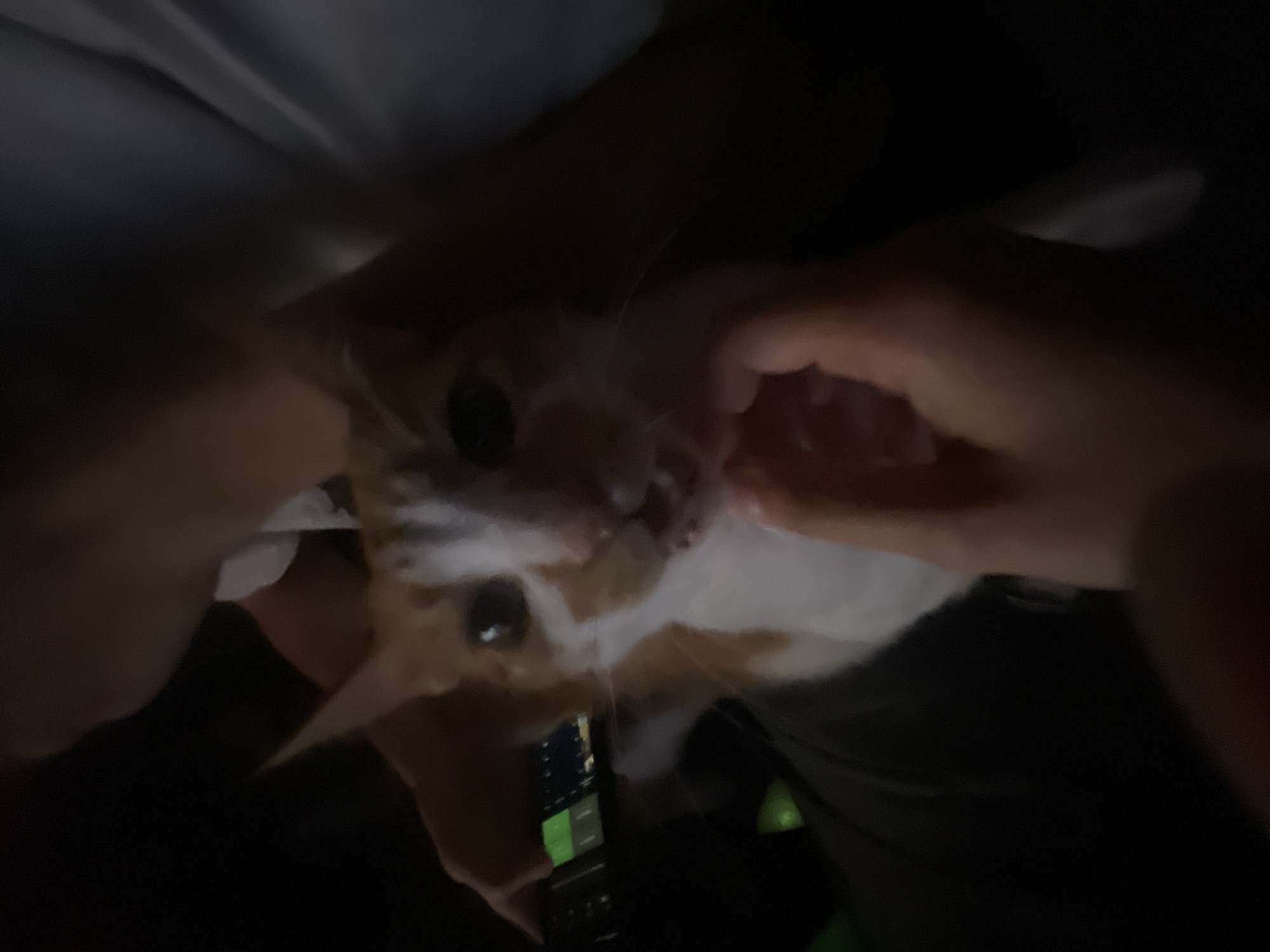 In Neoi Epivates, Greece, a cat is being fed a treat by a person's hand. The cat, with orange and white markings, is looking directly at the treat. The scene appears to be indoors, with limited visibility due to low lighting. The person's arm and chest are visible, suggesting they are holding the cat. A device with a green screen is also partially visible in the background.