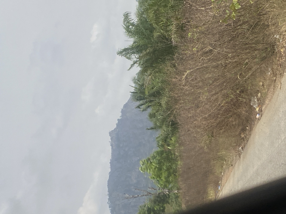 The image displays an outdoor scene in Sasaro, Nigeria, under an overcast sky. In the background, a large, dark grey, rugged mountain range is visible, partially obscured by a hazy atmosphere, with hints of sparse vegetation on its upper slopes. The midground features a dense array of tropical vegetation: vibrant green trees and bushes are prominent on the left, while numerous palm trees with long, slender fronds occupy the right side, extending towards the center. A distinctive, bare, light-colored dead tree or large branch stands vertically on the far left of the midground, contrasting with the surrounding green foliage.
The foreground is dominated by a narrow, grey paved road, which curves slightly from the lower-left corner towards the center-right. Along the right edge of the road, a dense strip of dry, light brown, waist-height brush and weeds extends across the lower portion of the frame. Scattered debris, including plastic bottles and white wrappers, is visible on the ground along the roadside and amidst the dry vegetation. A dark, indeterminate object, possibly part of a vehicle's interior structure, partially obstructs the view from the extreme lower-left corner of the frame. No human figures are present. The overall lighting is soft and even, consistent with an overcast day.