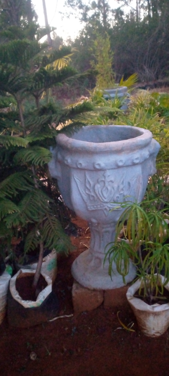 This image captures a static scene in an outdoor plant nursery or garden center in Kenol, Kenya. The primary subject is a large, grey, urn-shaped planter, likely made of concrete or stone, positioned centrally. This ornate planter features decorative relief carvings on its body and a textured band below its rim, and it stands elevated on two reddish-brown bricks.
Around the main planter, several other plants are visible. To its left, a young conifer, possibly a Norfolk Island Pine, grows in a white fabric grow bag on the reddish-brown soil. To the right, a plant with long, slender, drooping green leaves is cultivated in a smaller white pot or bag. In the mid-ground and background, dense green foliage and trees create a lush environment, typical of a nursery. Another, simpler grey planter can be partially seen in the background.
The time of day appears to be either early morning or late afternoon, characterized by the soft, diffused light that filters through the trees, casting a gentle glow on the scene. The weather seems calm and clear. The reddish-brown color of the exposed soil is a notable ground feature. There are no people visible, nor any specific activities taking place beyond the cultivation and display of plants. No visible text is present in the image.