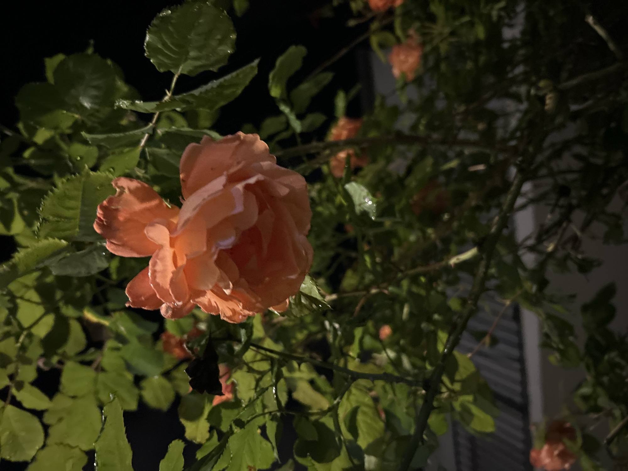 The image shows an orange rose in bloom, growing on a bush with green leaves. The background is dark, suggesting it is night. Water droplets are visible on some of the leaves. The location is difficult to determine from the image alone, and there is no confirmation that this image was taken in Strasbourg, France.