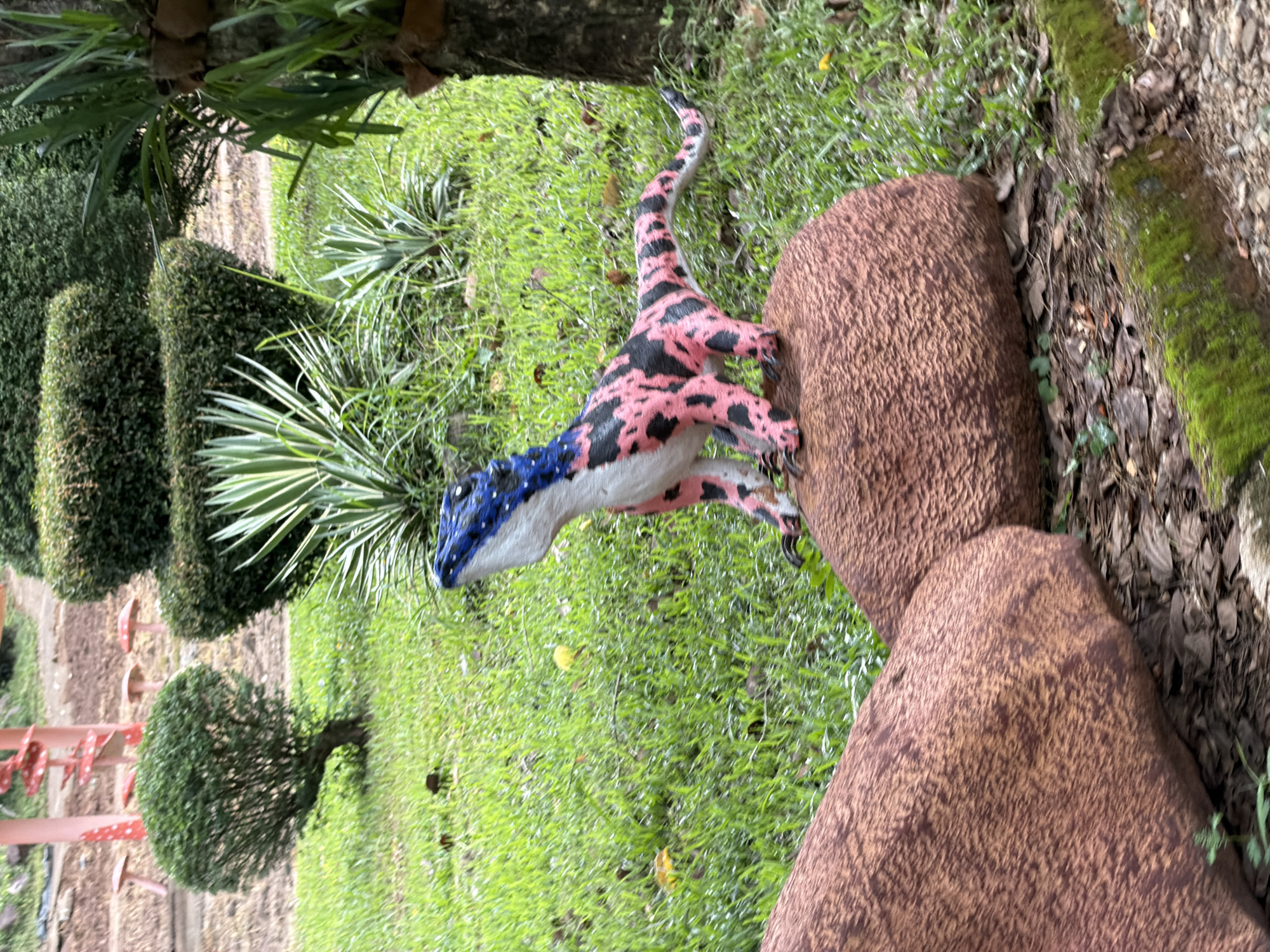 A small, brightly colored toy dinosaur is positioned on a large, textured, reddish-brown rock. The dinosaur is primarily white with large pink patches outlined in black, and its head and upper back are painted blue with white speckles. It is looking upwards and to its left. The rock it sits on is one of two large, rounded rocks in the foreground, partially obscuring the view of the rest of the scene.
The background consists of a lush green lawn with scattered fallen leaves. Several manicured topiaries, a cluster of palm-like plants with variegated leaves, and the trunk of a palm tree are visible. In the far background, there are some red mushroom-shaped decorative elements, possibly part of a playground or garden feature. The overall setting appears to be an outdoor garden or park area.
The image does not contain any people or provide any specific indicators of its location within the city of Khánh Vĩnh, Vietnam.