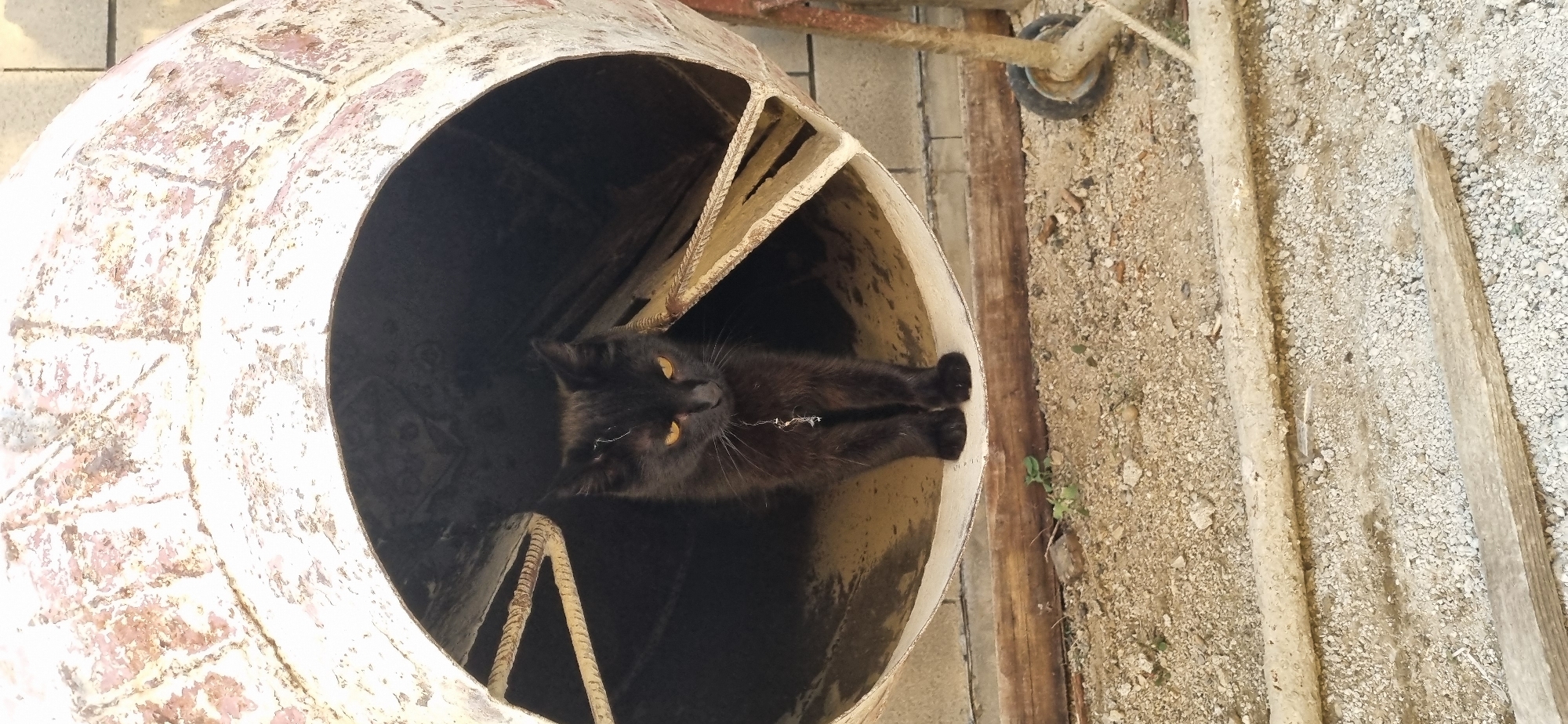 A black cat with yellow eyes is sitting inside a concrete mixer. The cat is facing the camera and has a silver necklace with a charm. The concrete mixer is white and has rust stains. The ground is covered in gravel and small stones. There are wooden planks on the ground. The scene is outdoors. The location is the village of Blizhnee, Ukraine.