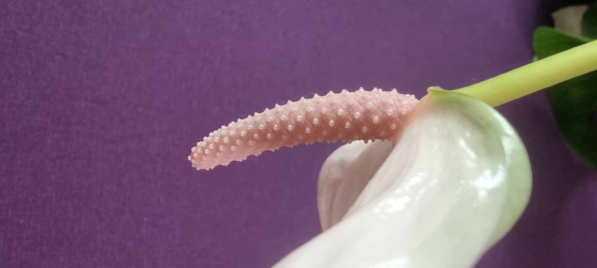 The image is a close-up shot of a light pink anther spike on an anthurium flower, set against a solid purple background. The anther spike, which is elongated and tapers to a point, is covered in numerous small, pearl-like structures. To the right of the spike, a portion of the white spathe, characteristic of anthurium flowers, is visible, with a hint of green at its edge. A bright yellow spadix stem extends from behind the spathe and into the upper right corner of the frame, where a dark green leaf is also partially visible. The lighting appears to be soft and diffused, suggesting an indoor setting, and there is no indication of time of day or weather. No text is visible in the image. The overall impression is one of botanical detail and simplicity, highlighting the intricate texture of the flower's reproductive parts. The location context of Naaldwijk, Netherlands, known for its horticultural industry, further reinforces the likelihood that this is a cultivated flower.