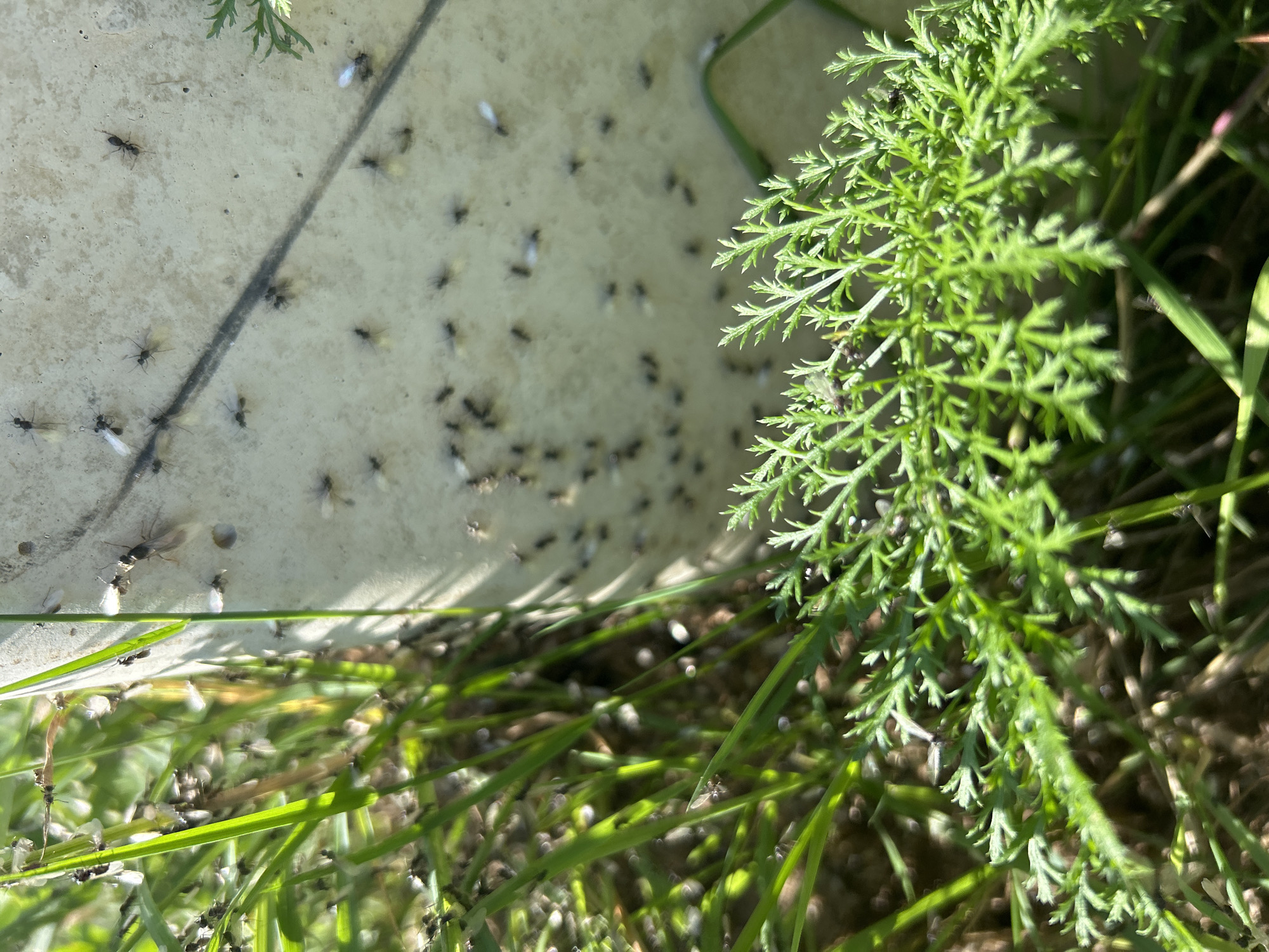 In a sunlit outdoor scene, a swarm of winged ants congregates on the light-colored, textured surface of a cylindrical object, possibly a post or bin, partially obscured by green grass and vegetation. The ants, which appear to be of the same species, are dispersed across the surface, with some in flight and others stationary. The background consists of a natural environment, with a focus on the detailed textures of the ants, grass, and the object's surface. The image was taken in the city of Kalitsino, Russia.