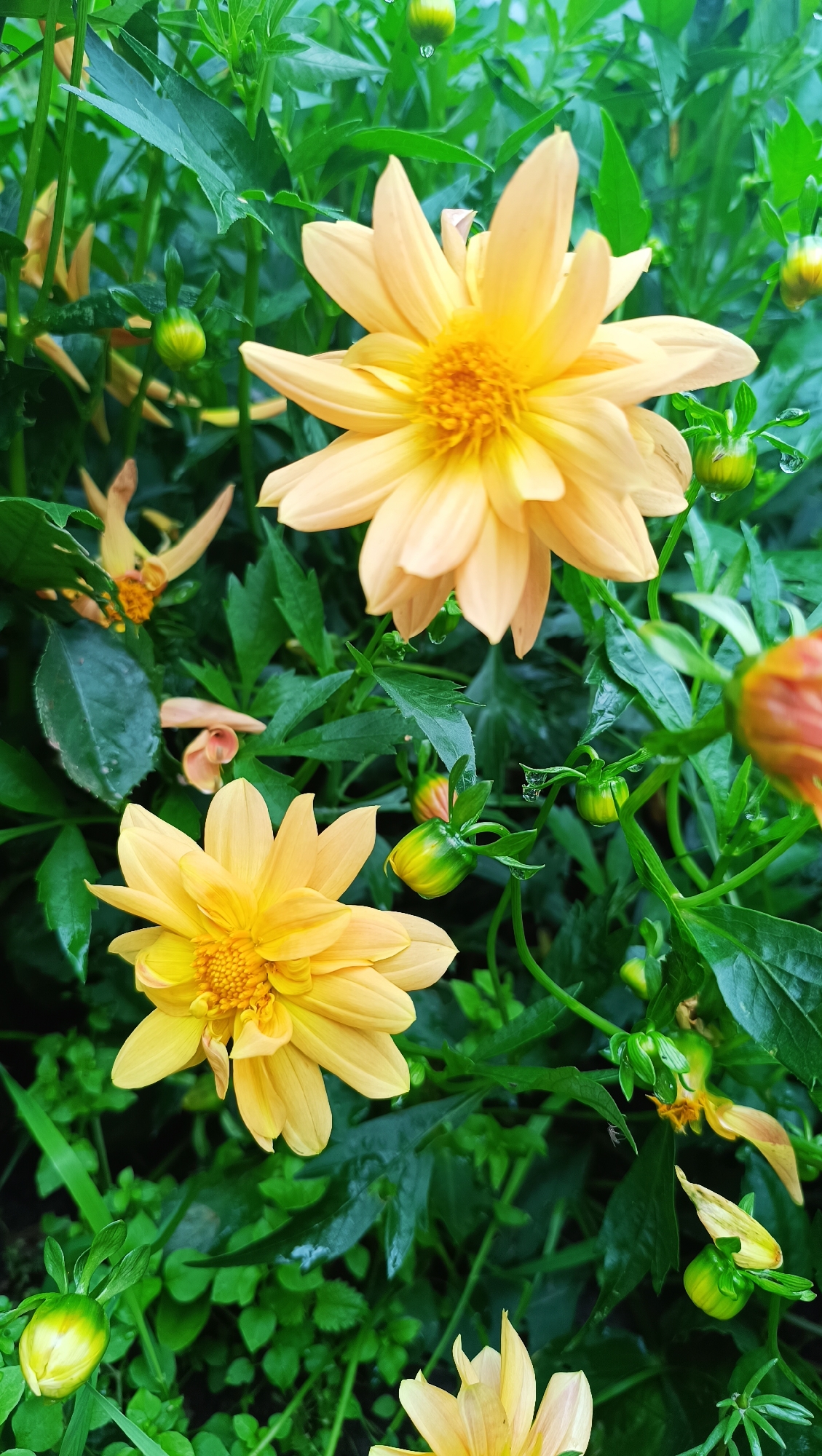 This image shows a close-up view of yellow dahlias in bloom. The flowers are the primary subject, with their vibrant yellow petals and darker yellow centers prominently featured. There are several buds visible, some still closed and green, others starting to open. The background consists of lush green foliage, likely leaves and stems of the dahlia plants, which appear somewhat wet, suggesting recent rain or dew. Some water droplets are visible on the leaves and buds. The overall impression is of a garden setting, likely during the daytime, with a focus on the natural beauty of the flowers. The image does not contain any people or specific urban landmarks that would indicate its location within the city of Karsha, Russia.