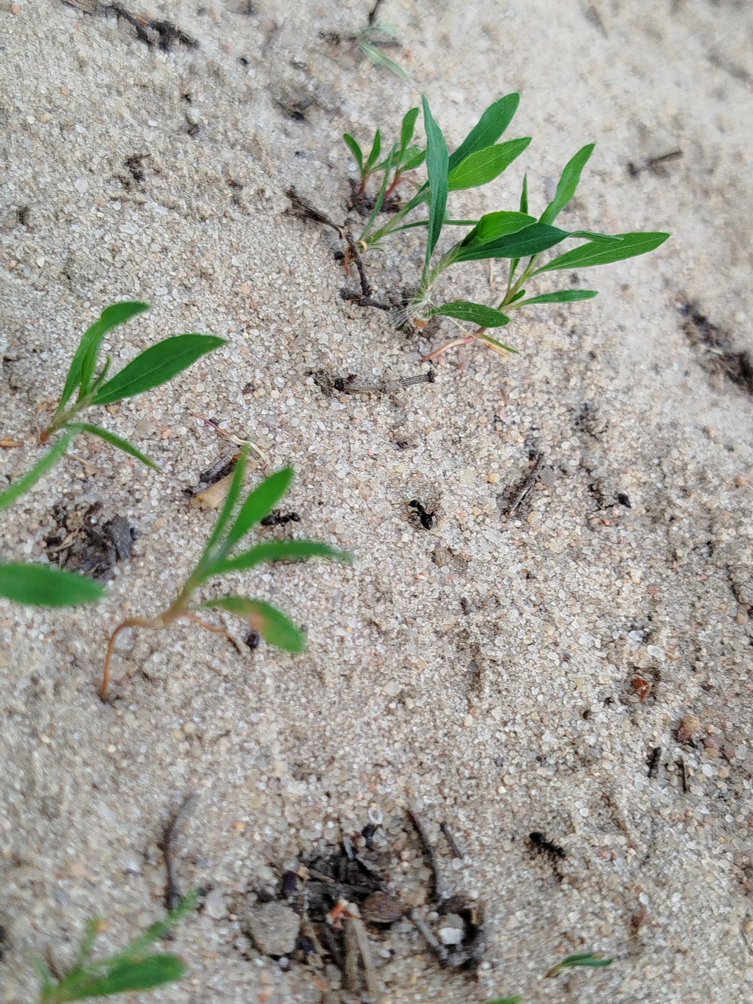 The image shows a patch of light-colored sand with sparse green vegetation. Several ants are visible on the sand surface, suggesting an ant colony nearby. Debris such as twigs and small pieces of organic matter are scattered across the sand. The location is unspecified, but the prompt suggested Заречье, Russia. Without additional information, it's impossible to confirm the location or provide further details about people, subjects, objects, actions, or interactions.