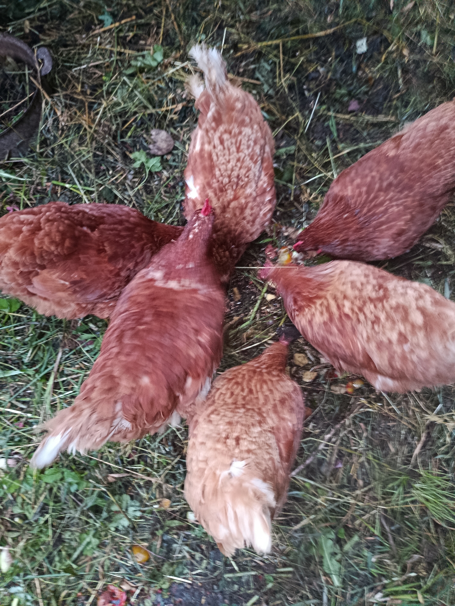 The image shows a group of approximately five reddish-brown chickens foraging on a grassy area in the city of Верея, Russia. The ground is covered with dry grass, some green vegetation, and scattered organic matter. The chickens are gathered in a circular formation, pecking at the ground, possibly eating seeds or feed. Their heads are down, and their focus is on the ground. The lighting suggests it is daytime, possibly late afternoon or early morning due to the slightly muted colors and shadows. There are no humans visible in the image.