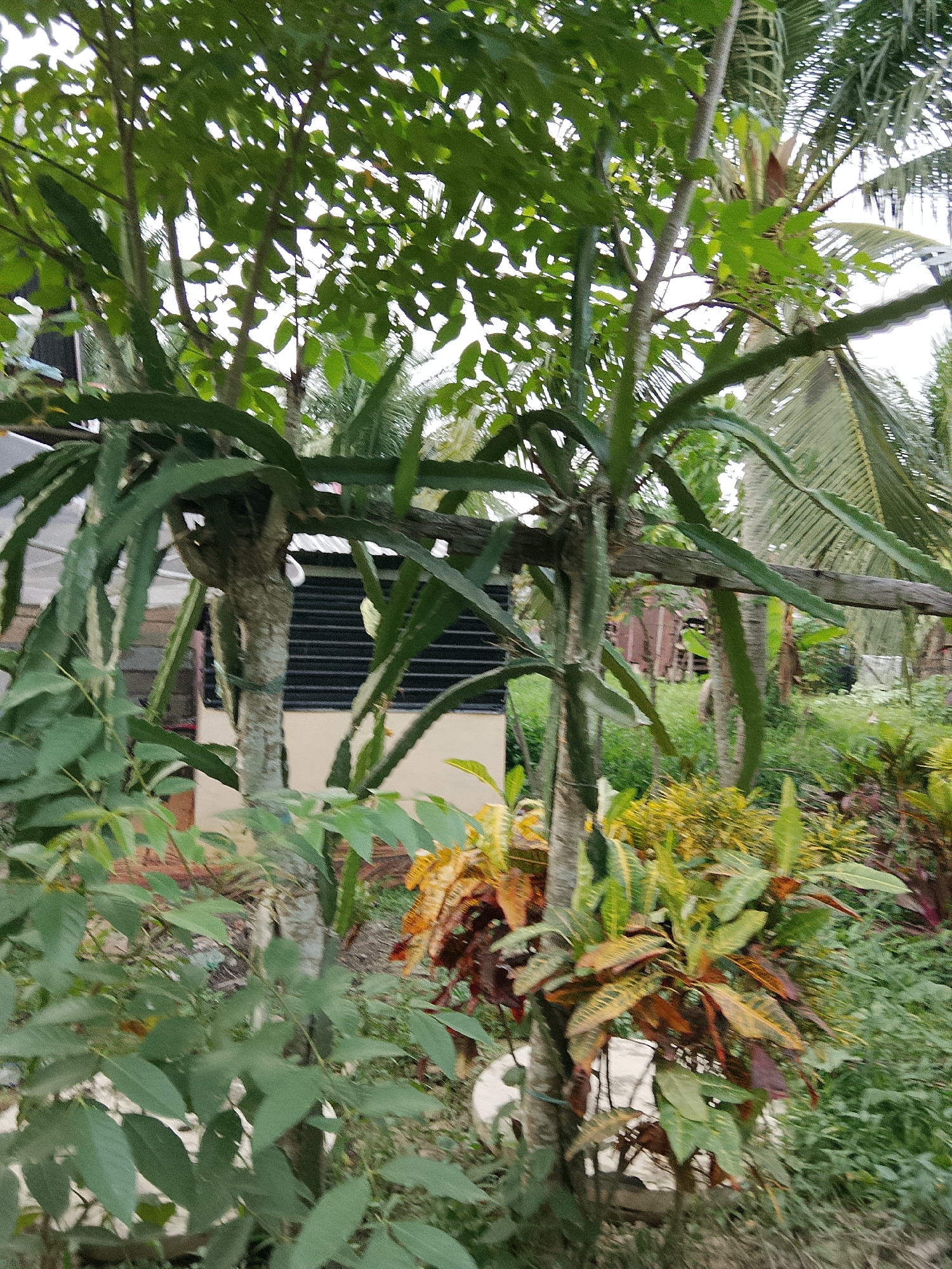 A dragon fruit plant is shown growing on a support structure in a yard. The plant has thick, green, segmented stems that are climbing upwards. Behind the dragon fruit plant, a building with a slatted window can be seen. The area is also populated with various other plants and trees, including what appears to be palm trees in the background, suggesting a tropical or subtropical environment. The overall impression is of a residential outdoor setting with a focus on the dragon fruit cultivation.