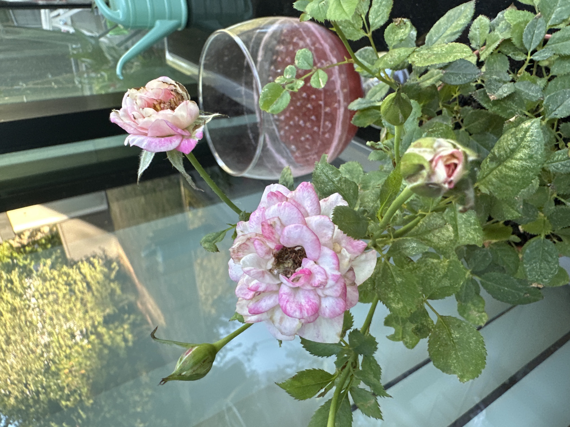 An outdoor scene, possibly on a balcony or patio, features a pink and white rose bush in the foreground. Two roses are visible, one fully bloomed and the other a bud. A glass of pink liquid, possibly a beverage, sits to the right of the rose bush. In the background, a pale blue watering can is visible, and trees are seen reflected in a glass surface behind the plants. The overall impression is that of a domestic setting, likely a garden or patio area in a residential or commercial property. The location is Krefeld, Germany.