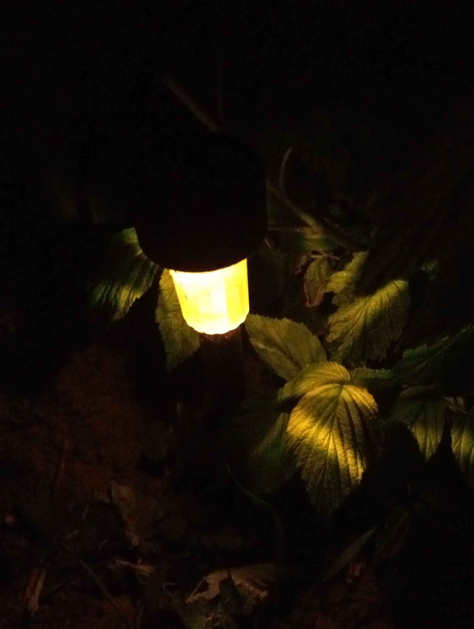 A low-angle, close-up shot captures a solar light illuminating leaves in a dark setting. The solar light, with a black top and a yellow, rectangular light source, is centered in the frame. The leaves, reflecting the light, are green and textured. The ground is barely visible and dark. There is no indication that the image was taken in Babyn, Ukraine. No people are visible, and there are no actions taking place.