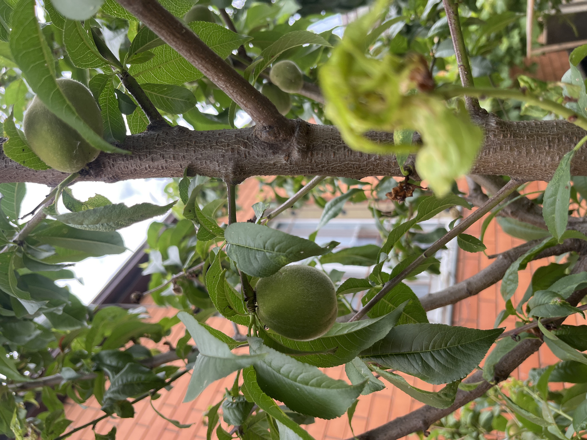 A close-up shot focuses on a young, fuzzy green fruit growing on a tree branch, with its fuzzy texture visible. The fruit is surrounded by lush green leaves, some of which are also fuzzy. In the background, an orange brick building is visible, with a white window. The overall impression is that of a fruit tree in an urban or suburban setting, possibly a backyard or garden. The location is identified as Kaspiysk, Russia, suggesting a temperate climate suitable for fruit cultivation. The image captures a moment in the growth cycle of the fruit, hinting at future ripeness and harvest. The composition is natural and unposed, with the focus on the fruit and its immediate surroundings.