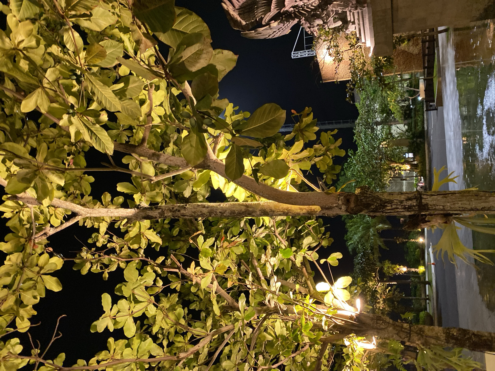This media file captures an outdoor scene at night, likely in Kuta Selatan, Indonesia. The foreground is dominated by the branches and vibrant green leaves of a tree, illuminated by warm, artificial lighting. The leaves are large and ovate, with some showing hints of reddish-brown, suggesting a tropical or subtropical environment.
Behind the tree, the scene opens up to reveal a pathway or courtyard area. Water is visible, suggesting a fountain, a pond, or perhaps recent rain on a paved surface, reflecting the surrounding lights. Further in the background, there are indications of buildings, architectural structures, and more greenery, including palm trees. Several warm-toned lights are scattered throughout the scene, casting an ambient glow. The overall atmosphere feels serene and possibly a bit damp due to the visible water. The time of day is clearly night, indicated by the dark sky and artificial lighting. There are no people or obvious animals visible. There is no visible text.