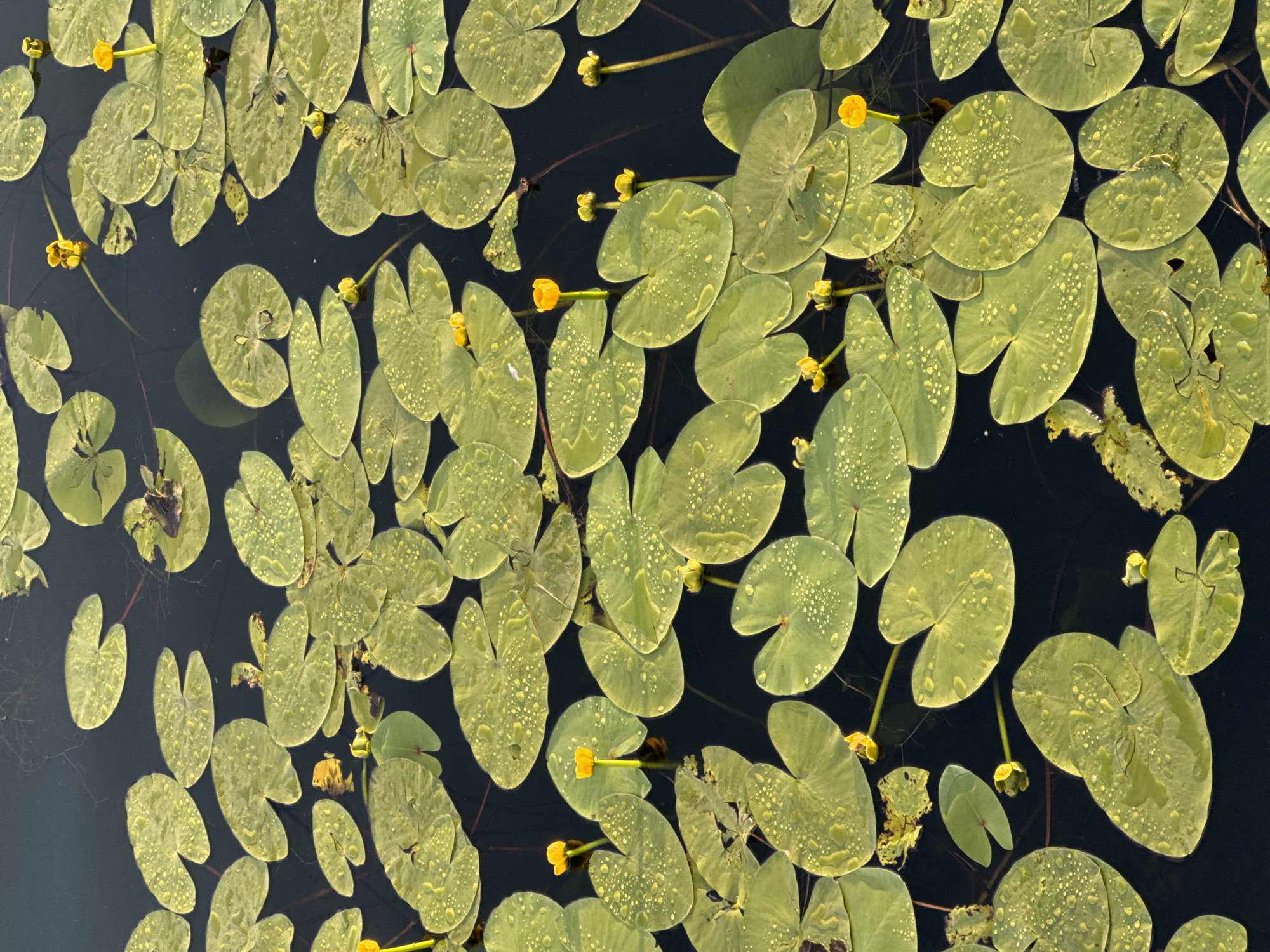 A high-angle shot captures a dense collection of green lily pads floating on dark, still water. Many of the lily pads are adorned with small, glistening water droplets, suggesting recent rain or dew. Scattered amongst the pads are small, vibrant yellow water lily flowers, some in bloom and others as buds. The scene is dominated by the organic shapes of the lily pads, which vary in size and overlap each other, creating a textured surface. The dark water provides a stark contrast to the bright green of the pads and the yellow of the flowers, highlighting their forms. The overall impression is one of natural tranquility and the quiet beauty of a pond or lake ecosystem. There are no people or text visible in the image.