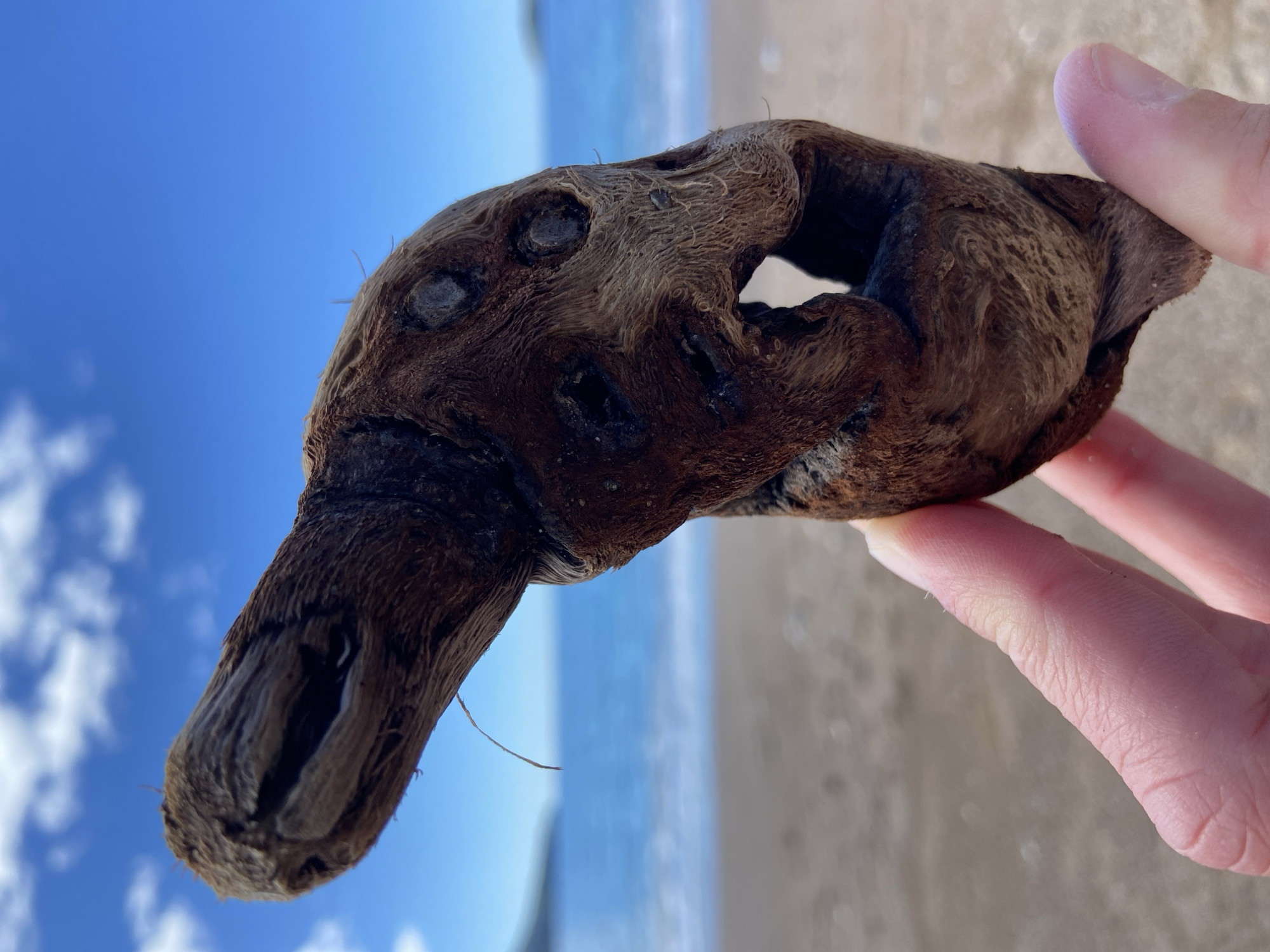 A person is holding a piece of driftwood resembling an animal head, possibly a duck or other bird, on a beach with a blue sky and ocean background. The driftwood is brown with holes and textured grain. The person's fingers are visible holding the wood. The beach has sand and is near the water's edge. The location is Unknown, Unknown.