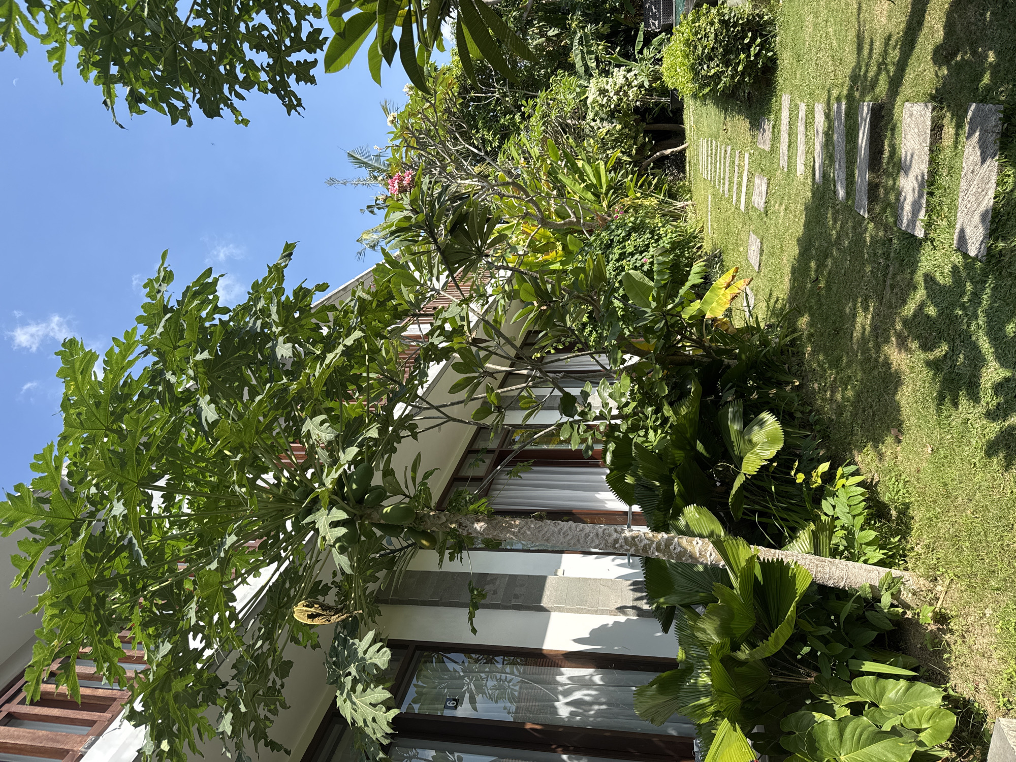 This is a ground-level, eye-level, medium shot of a tropical garden path leading towards a building in North Kuta, Indonesia. The path is made of large, irregularly shaped stone slabs and is laid across a neatly manicured green lawn. Lush, dense vegetation lines the path, with large-leafed plants in the foreground and a variety of trees and flowering bushes further back.
To the left, a modern building with wooden balconies and large windows is visible. One window has the number "6" reflected in it. A papaya tree with green fruit is prominently featured in the foreground, with its textured bark and large, palmate leaves. Sunlight casts dappled shadows across the lawn from the surrounding foliage. The sky above is a clear, bright blue with a few wispy clouds. The scene conveys a sense of tranquility and natural beauty, characteristic of a resort or private residence in a tropical locale. There are no people or animals visible in the frame.