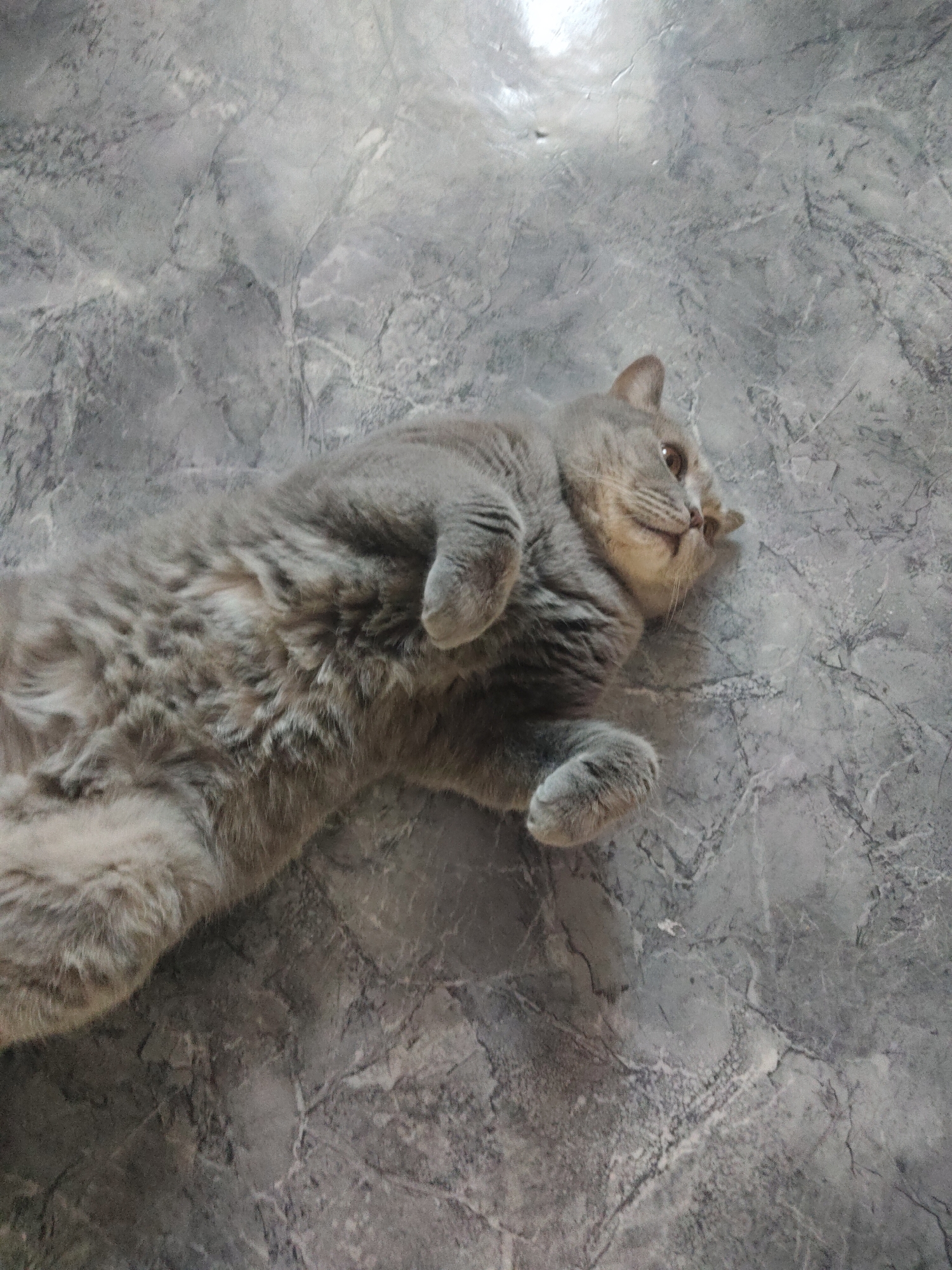 A gray cat is lying on its back on a gray, mottled surface, possibly a floor. The cat is positioned diagonally in the frame, with its head towards the upper right corner and its body extending towards the lower left. Its paws are curled upwards near its chest, and it is looking off to the side. The background is devoid of other objects or people.