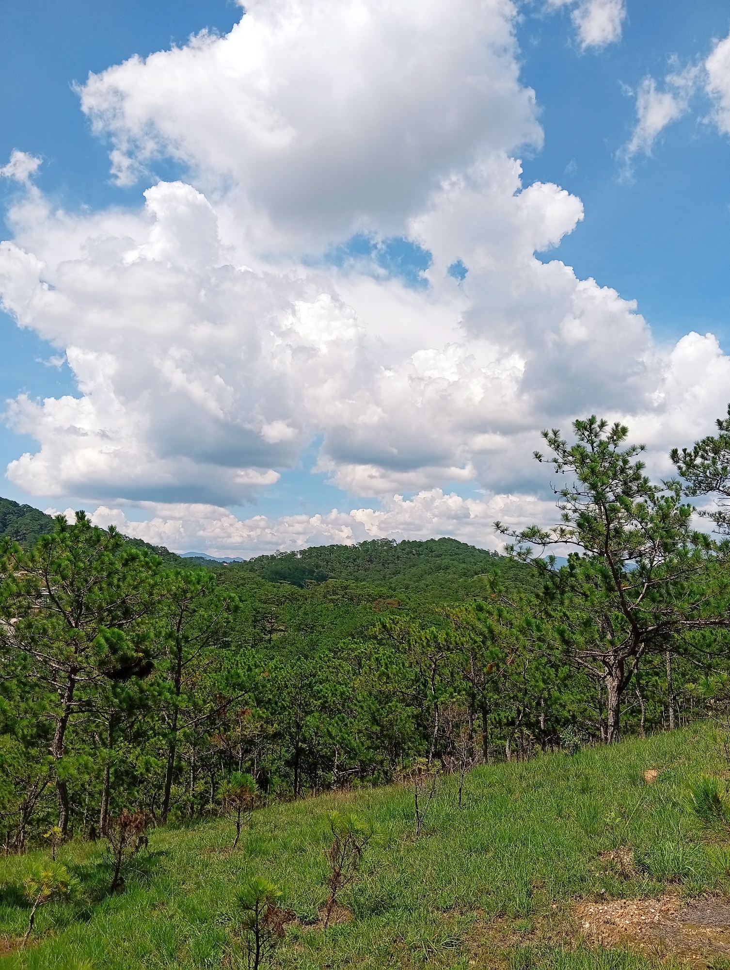 The image depicts a landscape in Lam Vien - Da Lat, Vietnam. The foreground consists of a grassy hill, with sparse short pine trees. Beyond that is a dense pine forest covering rolling hills. In the distance, more hills covered in forest are visible under a blue sky with large, white cumulus clouds. The sky occupies the upper half of the frame. No people or animals are visible.