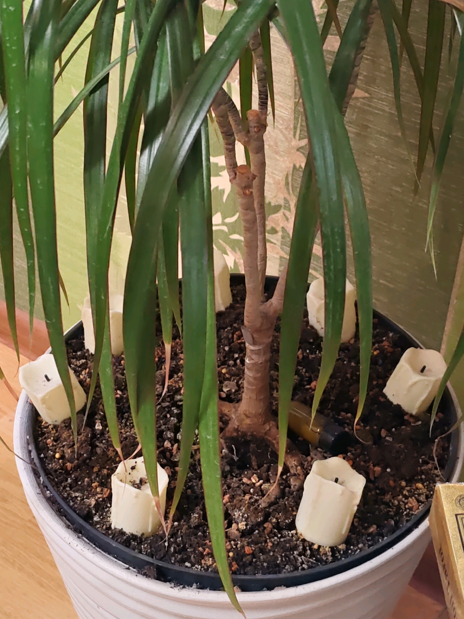 In Rostov-on-Don, Russia, a potted dracaena plant stands in a white textured planter. The soil within the planter is dark and moist, with small pebbles and organic matter visible. Several unlit, cream-colored tea light candles are placed around the base of the plant, partially embedded in the soil. One candle is positioned near the rim of the pot on the left, another to its right, and a third further back. Two more candles are visible towards the right side of the pot, and one is in the foreground. A small amber-colored bottle, possibly an essential oil or perfume bottle, lies horizontally on the soil near the plant's stem. The plant itself has long, arching green leaves that hang down, obscuring parts of the planter and its contents. The background is a textured wallpaper in shades of green and beige. A portion of a golden box with intricate designs is visible on the far right. The scene appears to be indoors, possibly on a wooden floor.