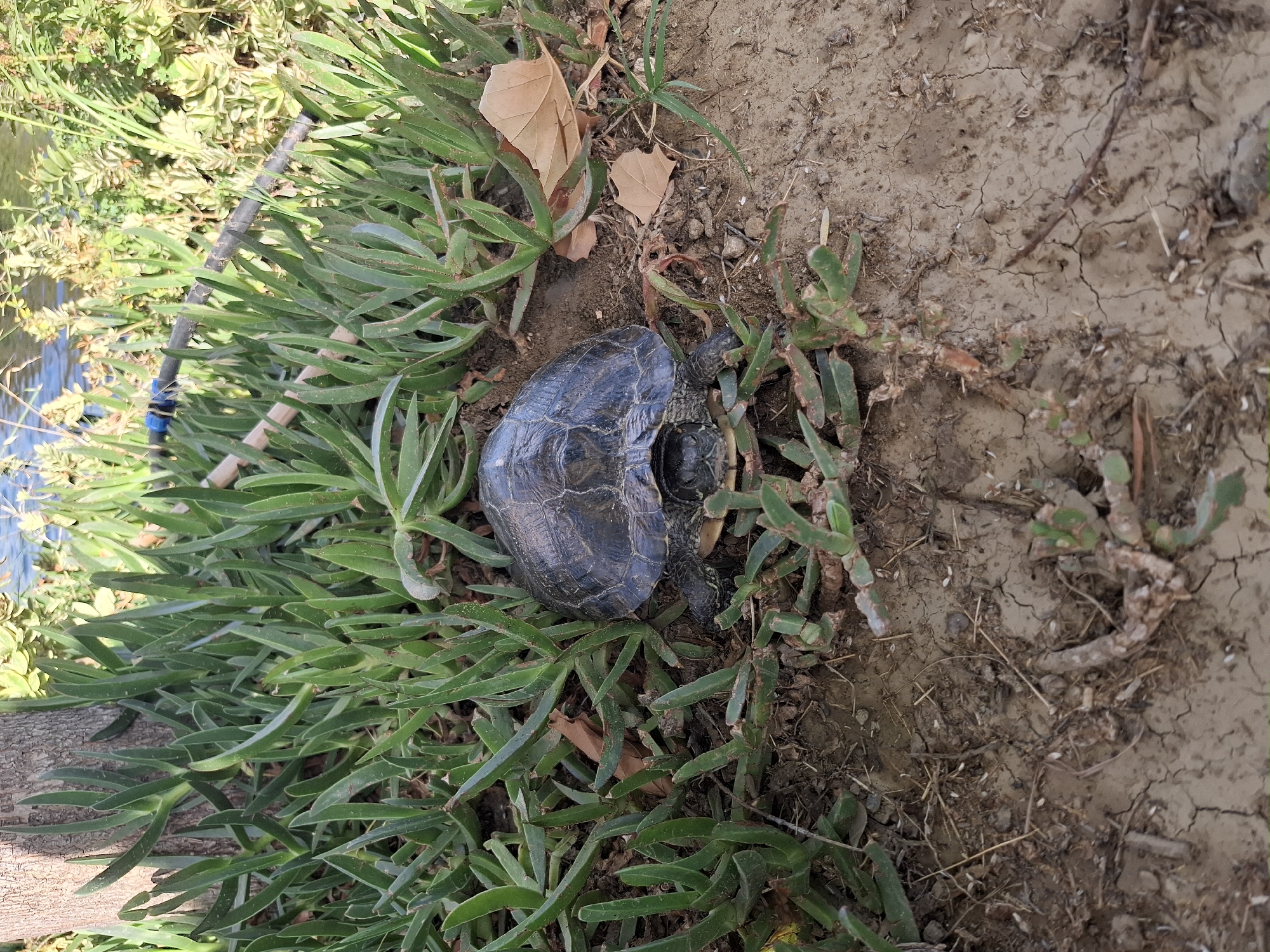 A turtle is partially hidden amongst succulent plants near the shore of Büyükçekmece Lake in Turkey. The turtle's dark, patterned shell is visible, as are its head and legs. The surrounding plants are green and fleshy, with some dry leaves scattered on the ground. The soil is dry and cracked, indicating an arid environment. A wooden stick and a black hose are present in the background, suggesting human activity in the area. The water of the lake is visible beyond the vegetation.
