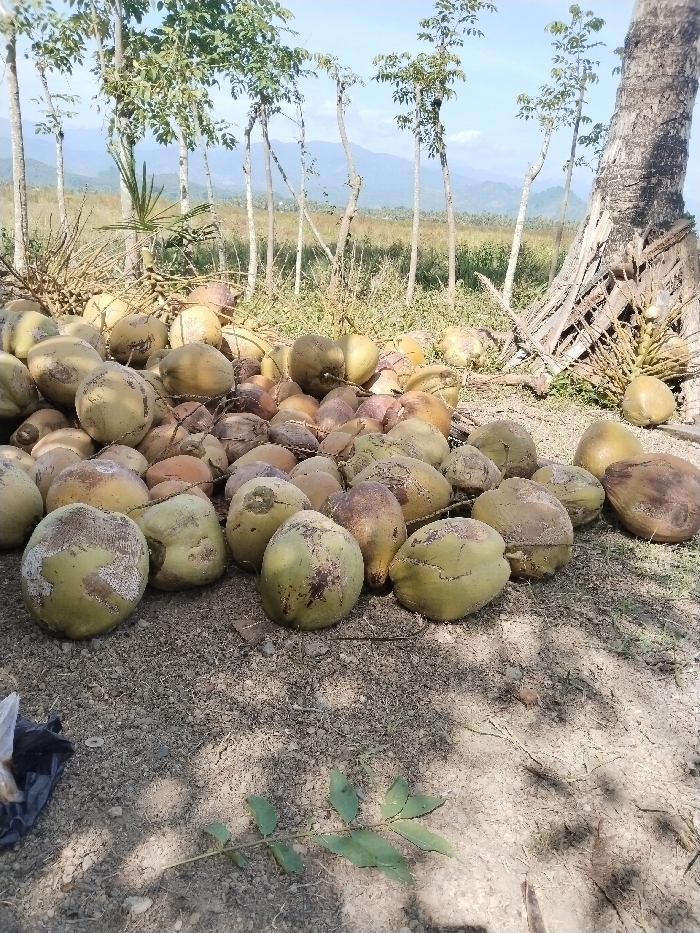 A large quantity of harvested coconuts, numbering in the hundreds, are amassed on exposed, light-brown earth in Puuk, Indonesia. The coconuts display varying hues, ranging from light green to tan and brown, indicating different stages of maturity. Several coconuts show scuff marks and darker patches. The ground is dry and dusty, with scattered small debris and a single green leafy branch in the immediate foreground. In the midground, several slender trees with sparse green foliage rise towards a clear, bright sky. A large, gnarled tree trunk, possibly a coconut palm, stands on the right, with several dried fronds and a small cluster of young coconuts visible at its base. Beyond the trees, an expansive, open field with yellowish-green vegetation extends towards distant, undulating blue mountains under a mostly clear sky. No individuals or active subjects are visible. The scene is illuminated by natural sunlight, casting shadows from the coconuts and trees.