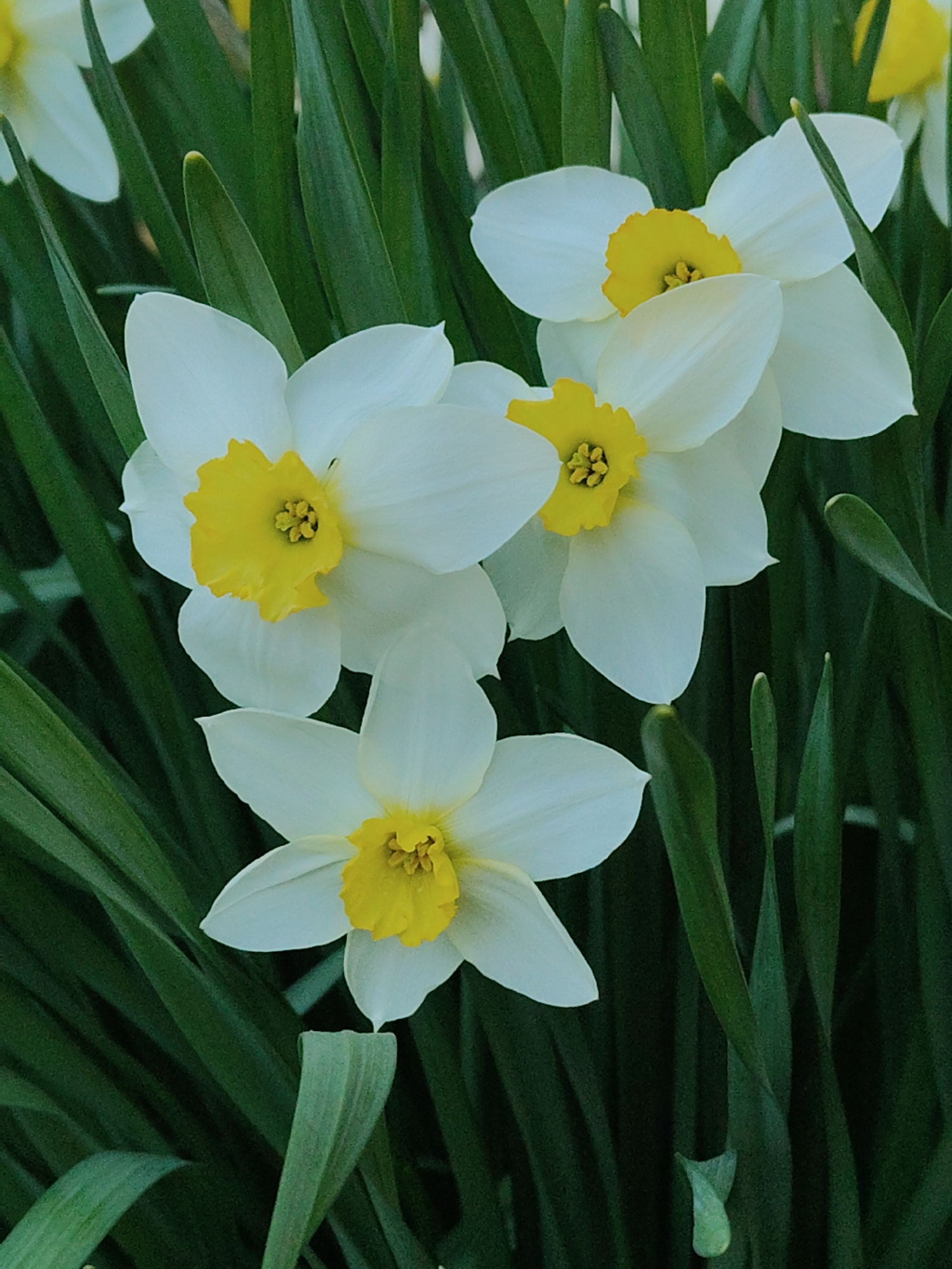 The image shows a cluster of white daffodils with yellow centers surrounded by green leaves. The daffodils are in various stages of bloom, with some fully open and others partially closed. The leaves are long and narrow, and they create a dense backdrop for the flowers. The location is Unknown, Unknown.