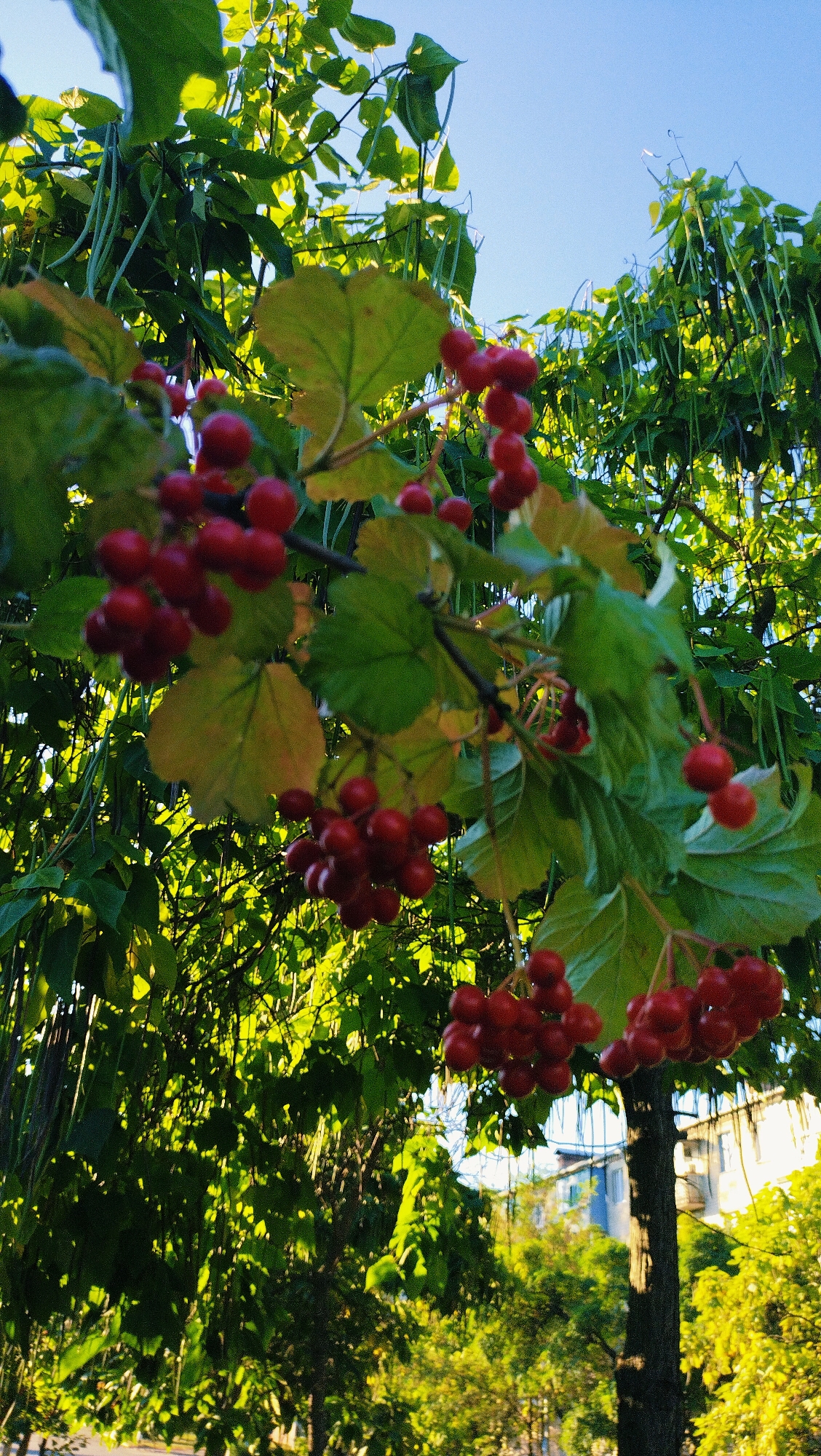 The image shows clusters of red berries hanging from a tree with green leaves, set against a bright blue sky. The berries are round and plump, and they are attached to thin stems. The leaves are broad and have visible veins. The tree appears to be in an outdoor setting, possibly a park or a garden, with other trees and buildings visible in the background. The lighting suggests it is daytime, with sunlight filtering through the leaves and creating dappled shadows. The context provided indicates the location is the city of Horishni Plavni, Ukraine.