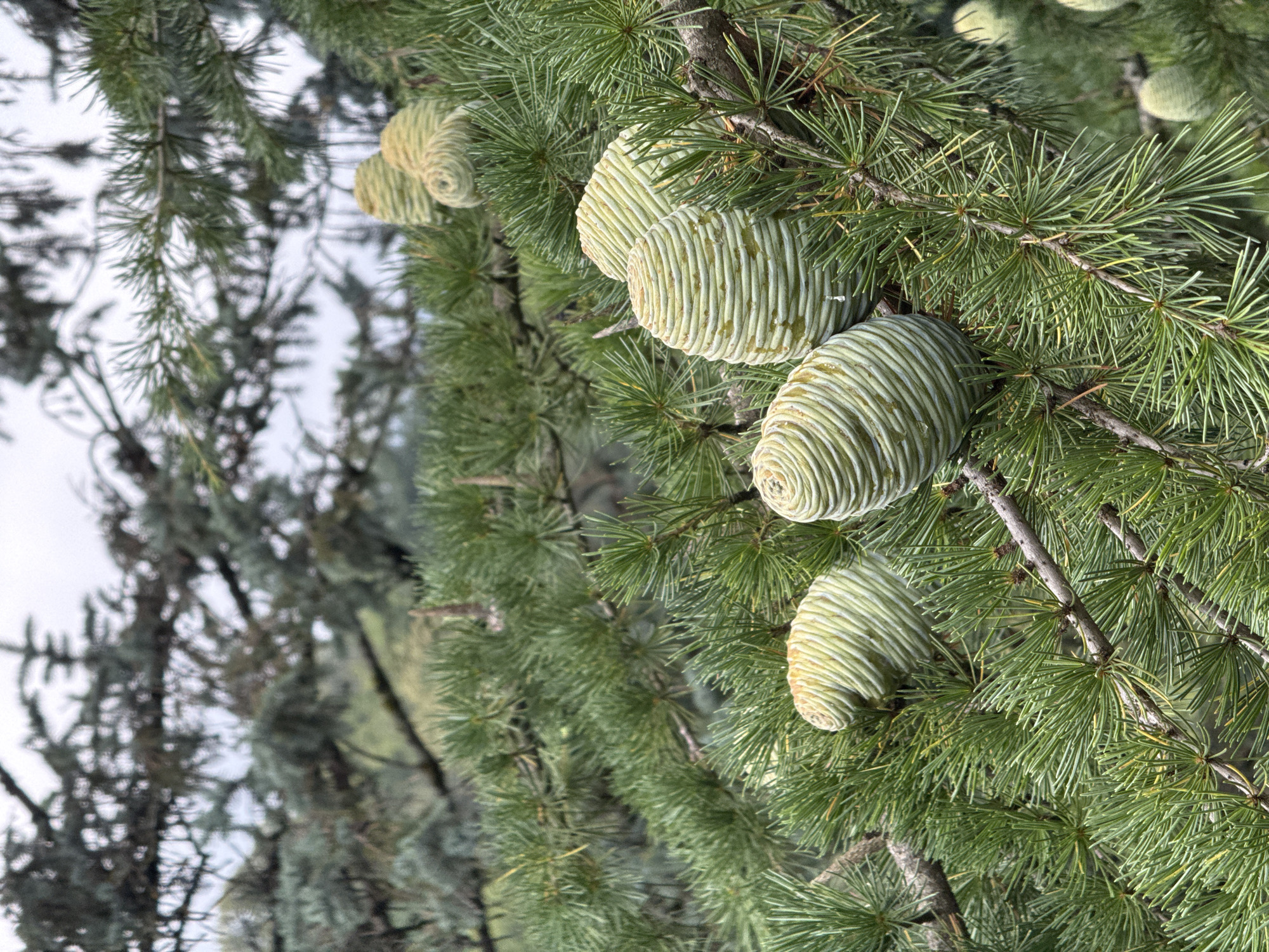 The image is a close-up shot of several green pine cones on the branches of a pine tree. The pine cones are elongated and have a ribbed texture. The needles of the pine tree are green and appear to be sharp. The background is blurred and shows more pine branches and a cloudy sky. The image is taken in the Dilijan National Park, Armenia. There are no people or animals visible in the image.
