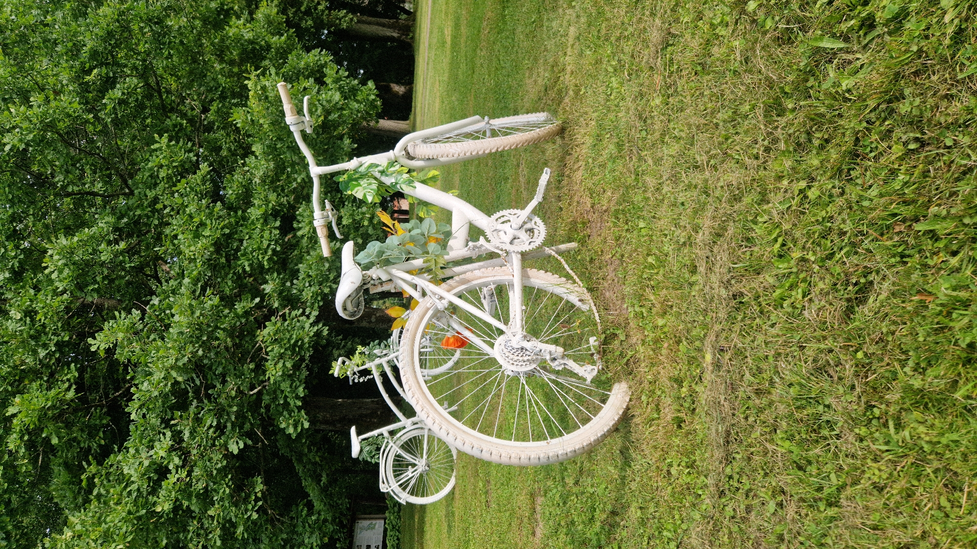 In Kazdanga, Latvia, two white bicycles are positioned on a grassy area in front of a backdrop of lush green trees. The bicycle in the foreground is closer to the viewer and is decorated with green vines and yellow accents. The bicycle in the background is further away and appears to be a simpler decoration. The overall scene suggests an outdoor setting, possibly a park or garden, on a bright day.