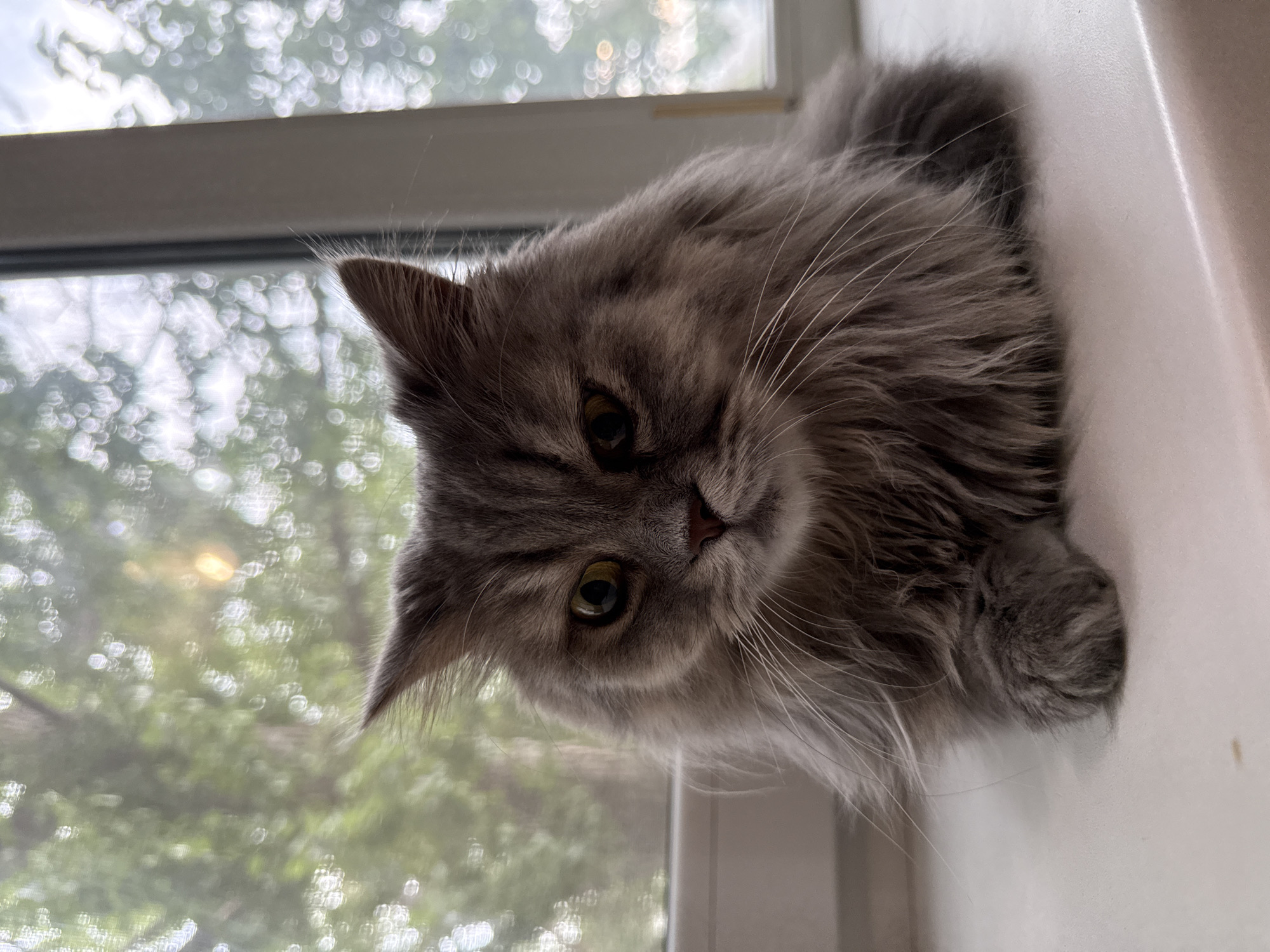 A fluffy gray cat sits on a white windowsill, facing forward. The cat has yellow eyes and long white whiskers. Behind the cat is a window with a blurred view of green trees and sunlight. The environment appears to be an indoor setting, likely a home, in the city of Luhansk, Ukraine.