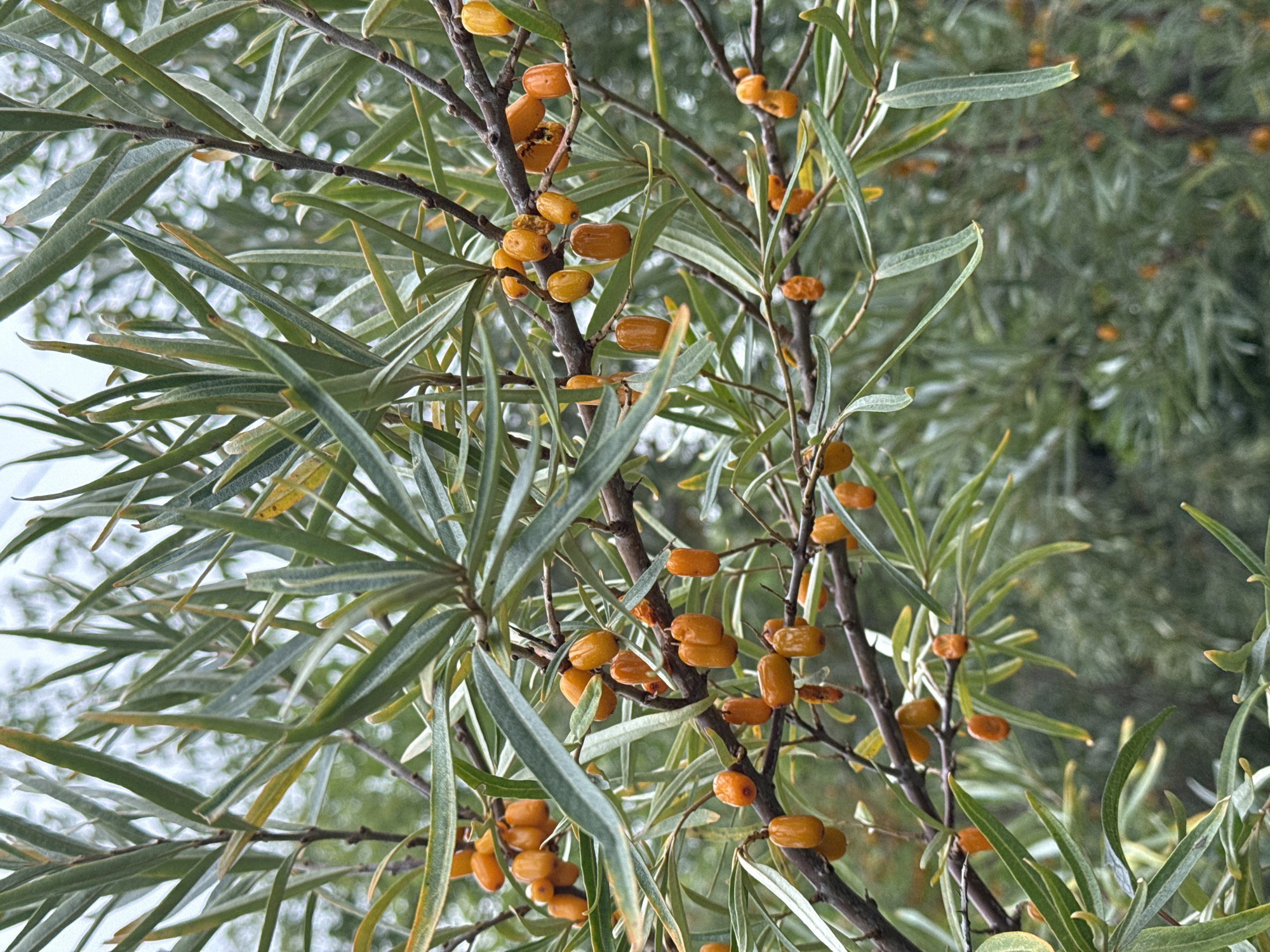 An outdoor, eye-level, medium shot captures an overgrowth of sea buckthorn branches laden with small, orange, oval-shaped berries. The branches, which are thin and brown, are covered in small buds and are densely packed with long, narrow, gray-green leaves that have slightly yellowed edges. The berries are clustered along the branches, some in tight groups and others more spread out. The background is a blur of more green foliage and out-of-focus white and light gray shapes, suggesting a hazy sky or distant trees. The image is sharply focused on the foreground branches and berries. The location is Unknown, Unknown.