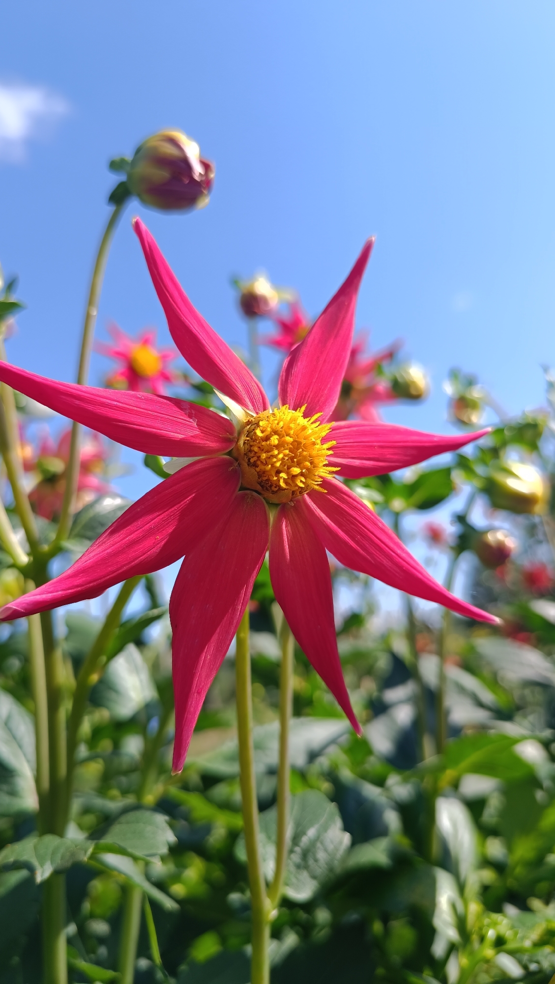 A vibrant, low-angle shot showcases a striking fuchsia dahlia flower in full bloom against a clear, bright blue sky. The dahlia, with its star-shaped petals and fuzzy yellow center, dominates the foreground. Several other dahlia buds and open blooms are visible in the soft-focus background, suggesting a garden setting. Lush green foliage forms the base of the scene. The image appears to be taken on a sunny day, likely during the warmer months. No specific landmarks indicating the city of Karsha, Russia, are present in the image.