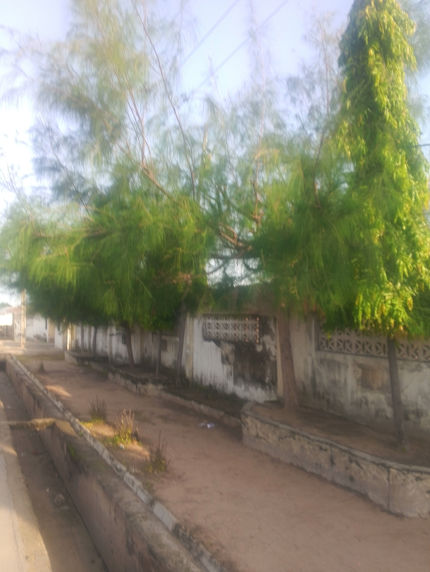 The image depicts a street scene in Jalingo, Nigeria, characterized by a row of buildings with white, weathered walls and decorative patterned sections. Several trees with feathery green foliage line the front of the buildings, their branches extending across the frame. The ground appears to be a mixture of dirt and gravel, with a concrete drainage channel running along the foreground. The lighting suggests it is daytime, with sunlight casting shadows. The overall impression is that of a somewhat neglected urban environment. There are no people visible in the image.