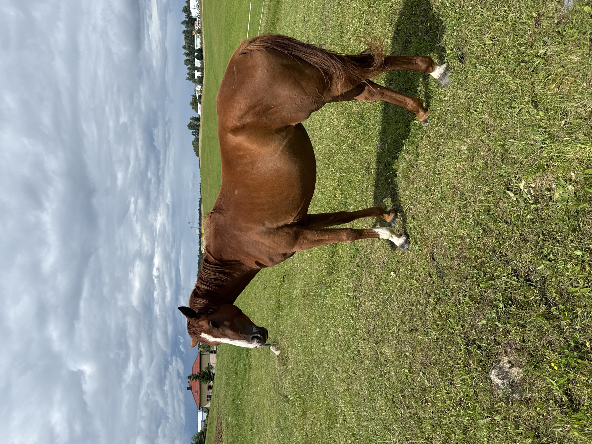A brown horse stands in a grassy field under a cloudy sky. The horse is facing left and has a white blaze on its face. In the background, there are buildings and trees. The image appears to be taken in Galinė, Lithuania, as indicated by the surrounding landscape which is characteristic of rural Lithuania.