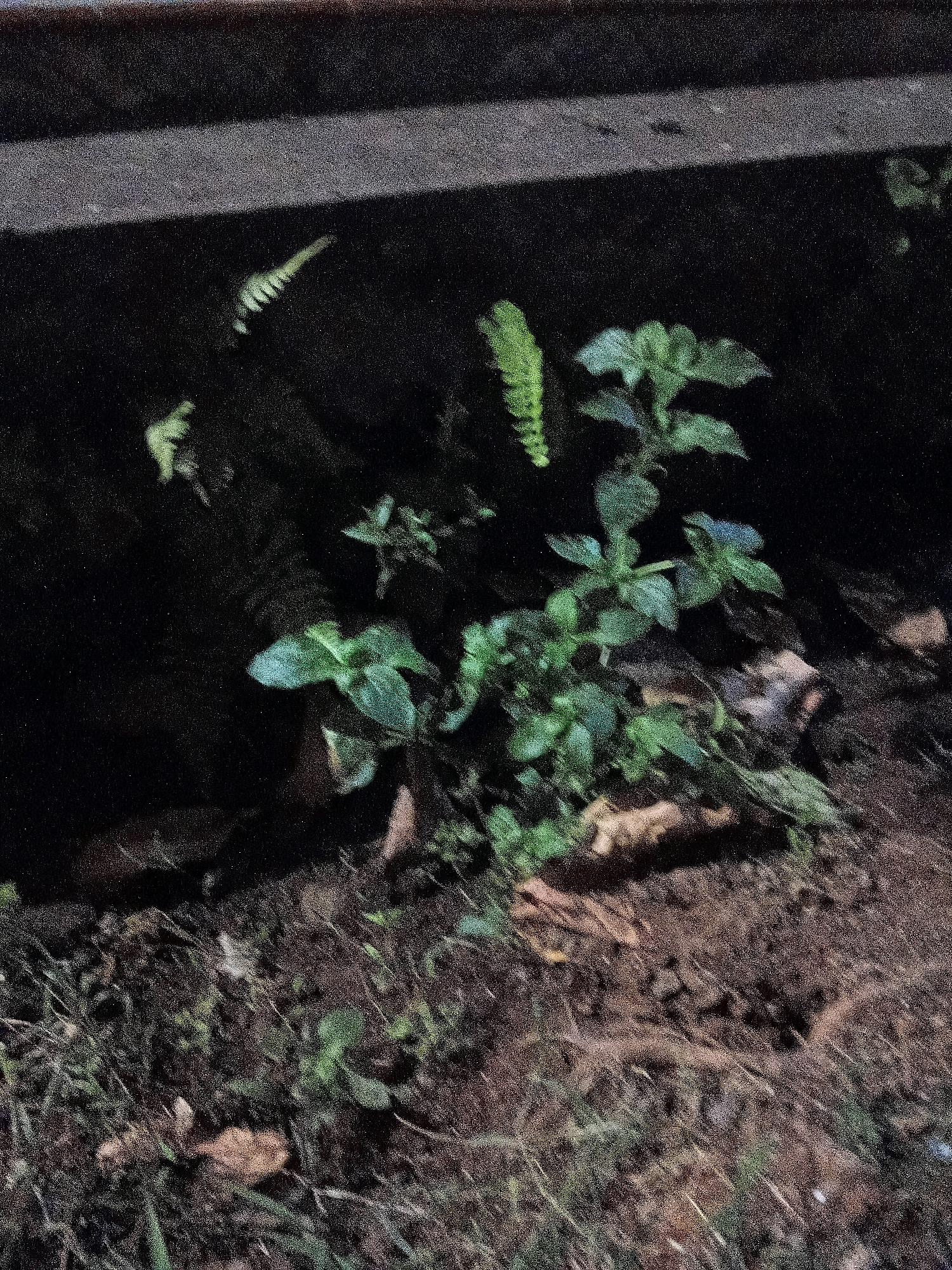 The image shows a close-up view of a patch of ground with several small plants growing. In the background, there is a dark, textured surface that appears to be a wall or ledge. The plants are various shades of green and have different leaf shapes, suggesting a mix of species. The ground is composed of dark soil with some scattered leaves and debris. The lighting in the image is dim, creating a shadowy effect. The scene appears to be outdoors, possibly in a garden or natural area. No specific location in Cikal, Indonesia can be determined from the visual information provided.