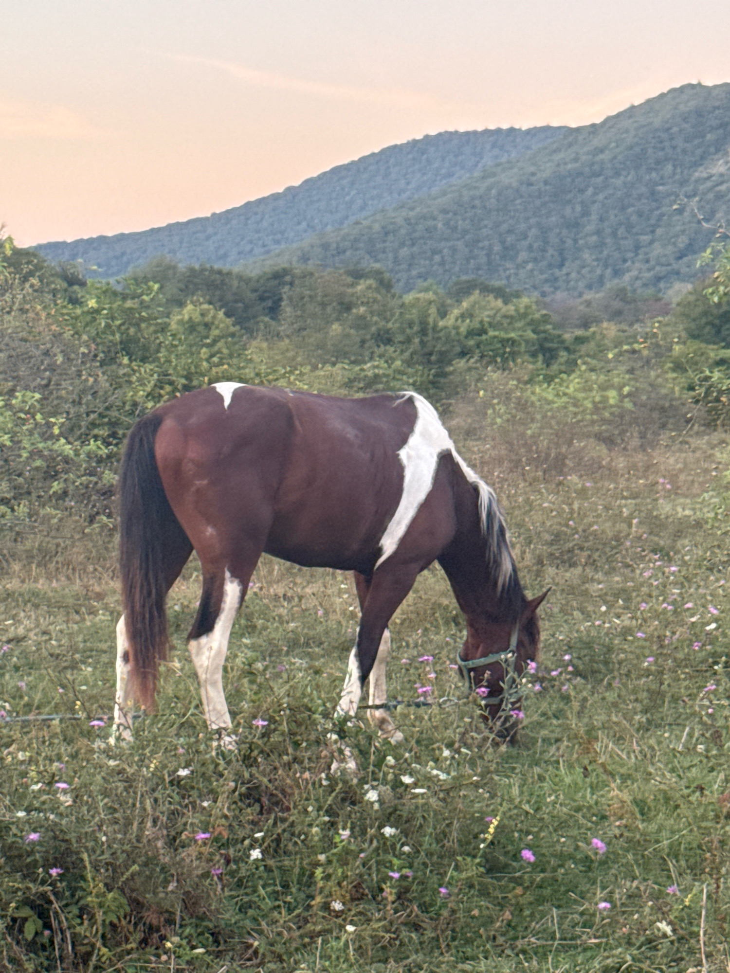 A brown and white horse grazes in a field of green grass and small purple and white flowers. The horse has a dark mane and tail, and white markings on its face, legs, and hindquarters. In the background, rolling hills covered in lush green trees rise towards a pale orange sky. The scene appears peaceful and rural, suggesting a location outside of a major urban center, possibly in the countryside near Tenginka, Russia, given the natural landscape. There are no people visible in the image.
