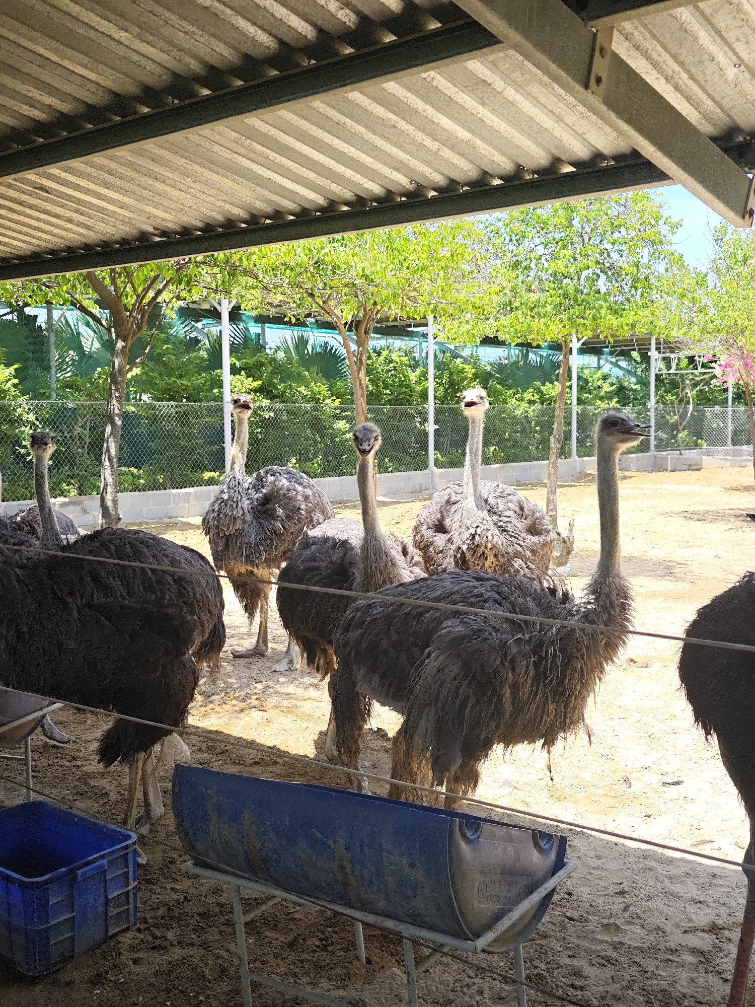 In the city of Phước Hải, Vietnam, a group of ostriches are gathered under a covered shelter with a corrugated metal roof supported by metal beams. The ground is sandy and brown, with some patches of dried mud. Several ostriches, characterized by their long necks and feathered bodies, are standing close together. In the foreground, a large, dark-feathered ostrich stands prominently. To its left, another ostrich with lighter feathers faces forward, its head tilted slightly. Behind them, more ostriches are visible, some with their mouths open. In the background, a chain-link fence separates the enclosure from lush green trees and vegetation. A blue plastic crate and a blue trough supported by a metal frame are present in the foreground, suggesting a feeding or watering area. The overall environment appears to be an outdoor enclosure, possibly a farm or zoo, designed to house these large birds.